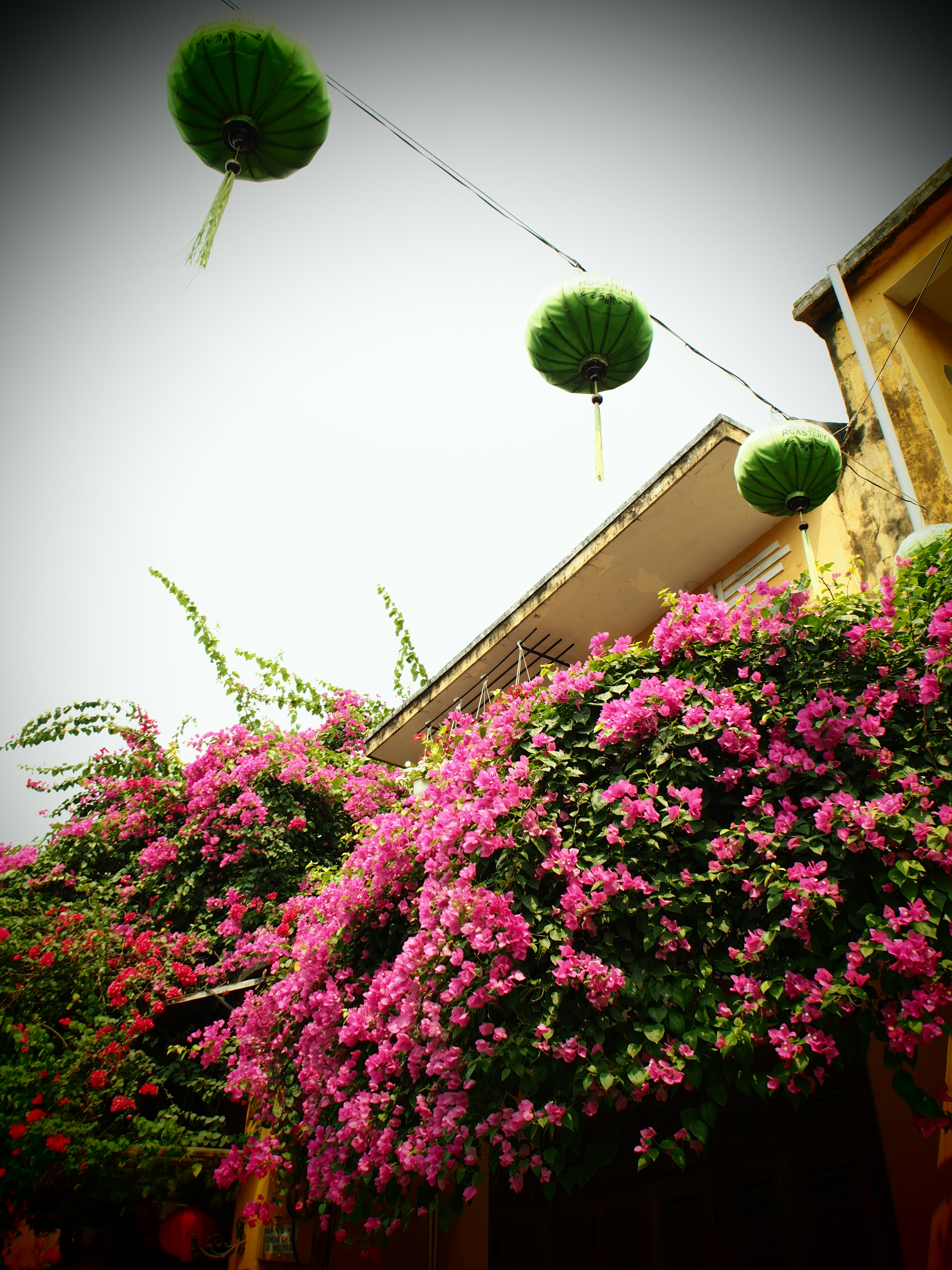 Lebendige rosa Bougainvillea-Blüten mit hängenden grünen Kugeldekorationen