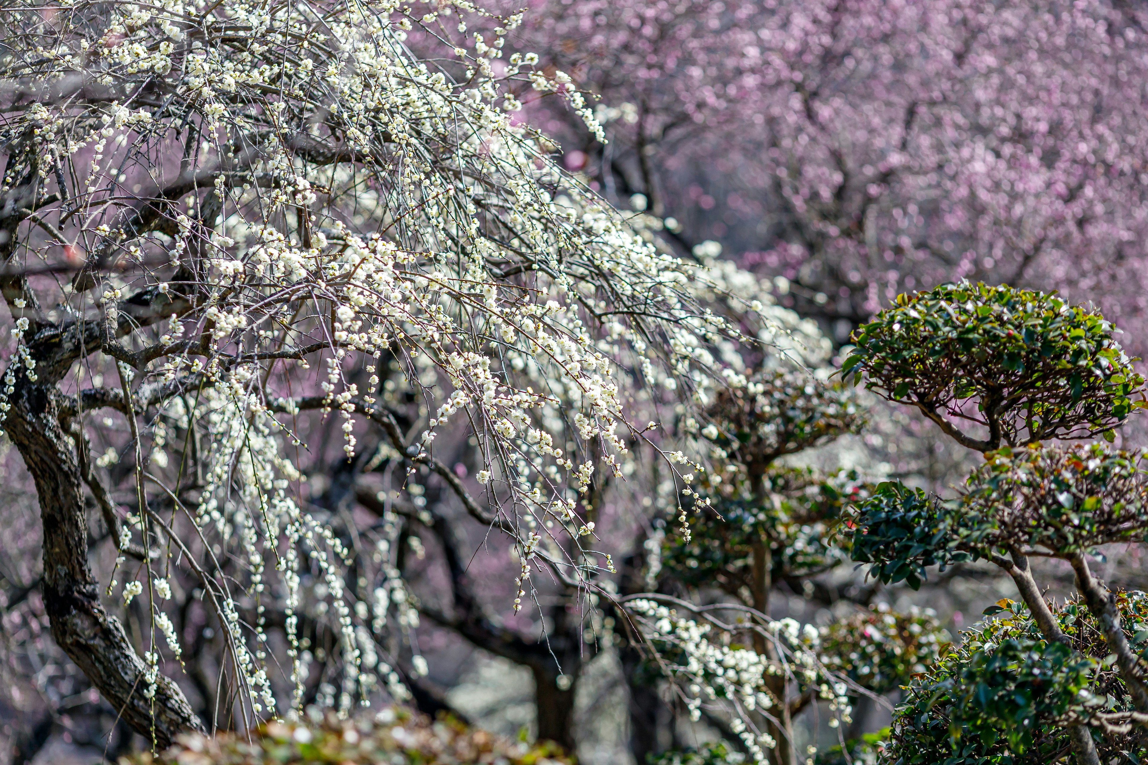 美丽的樱花盛开景观 绿色树木和柔和的粉色背景