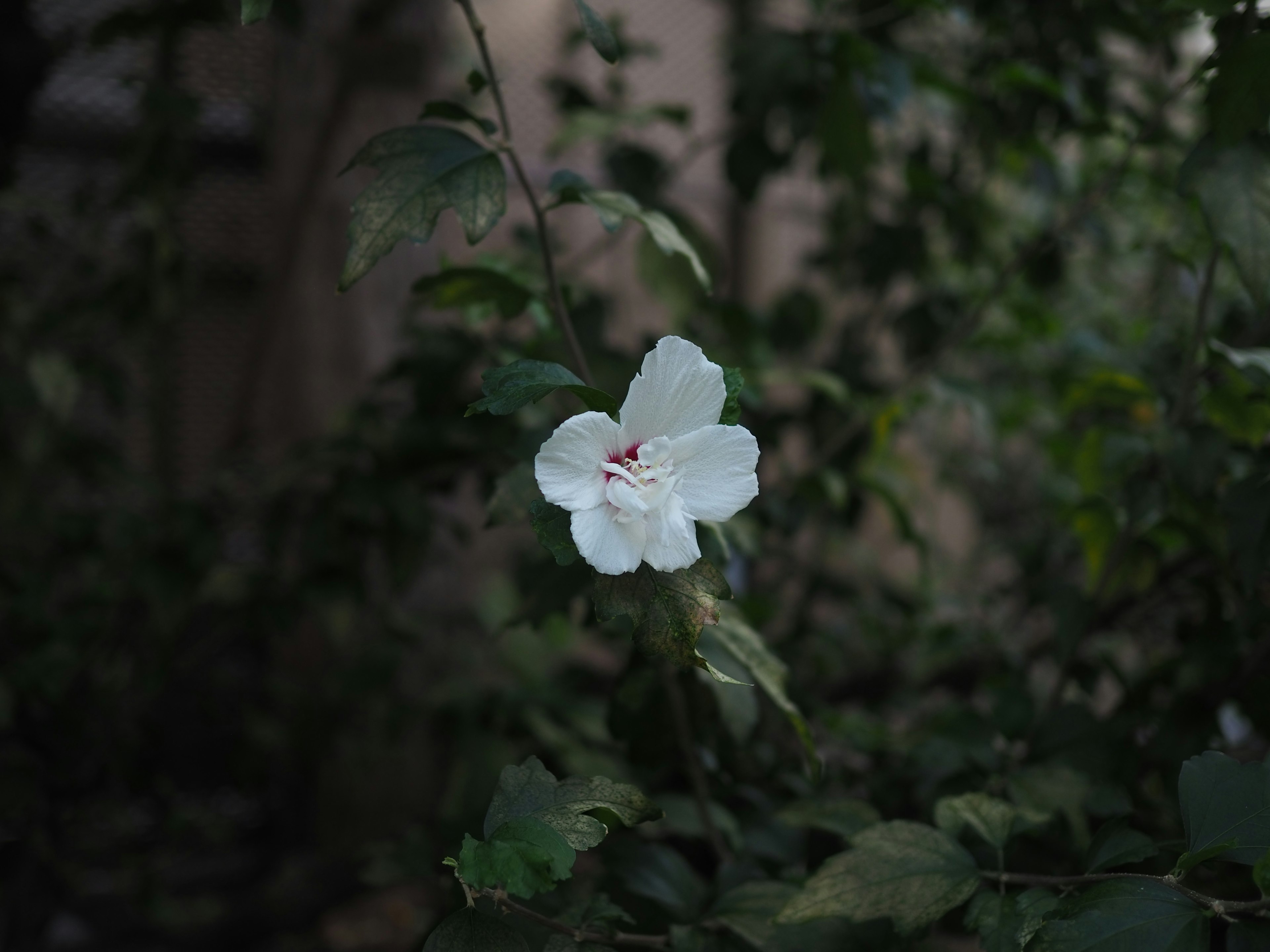 A white flower surrounded by green leaves