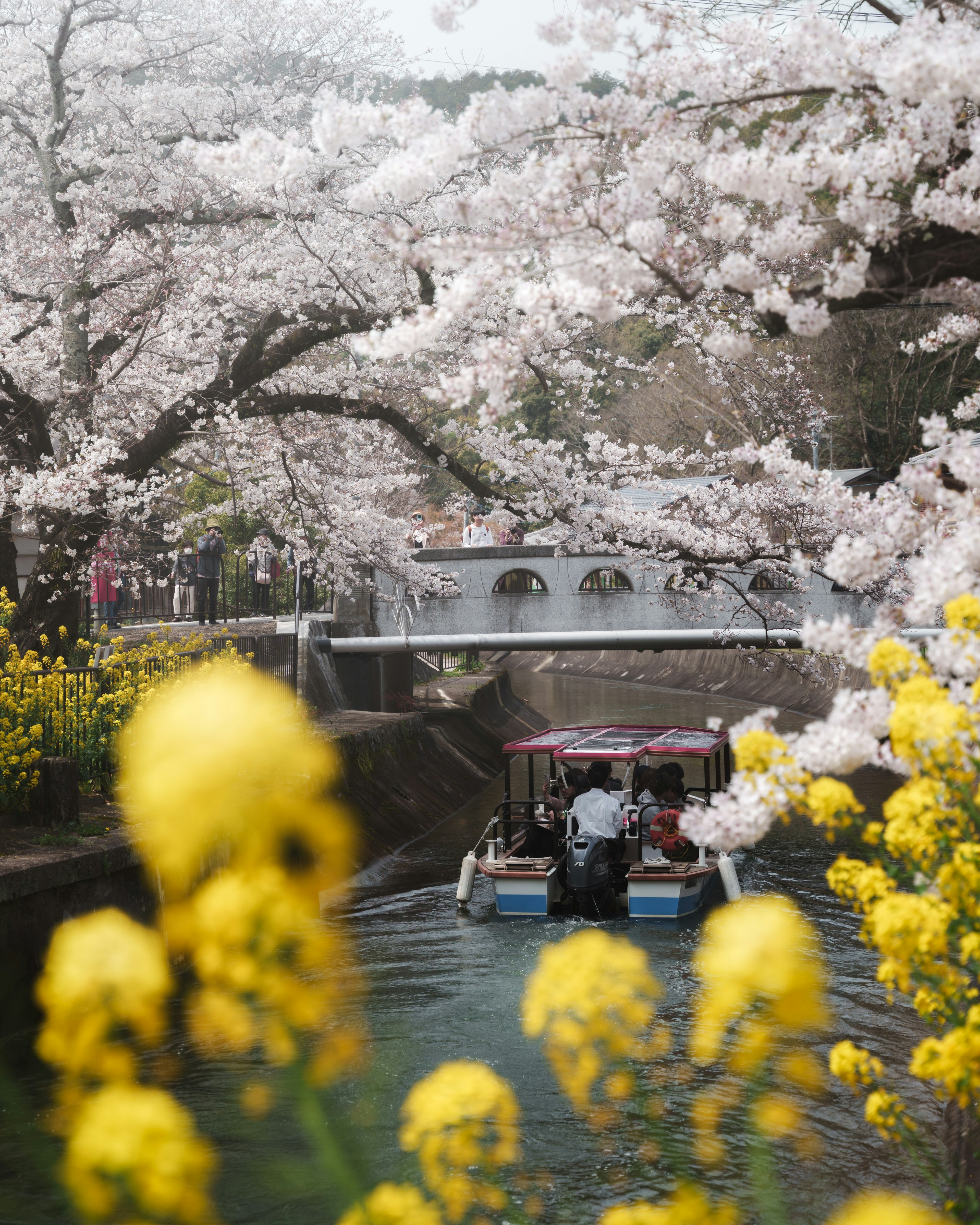 A boat floating on a river surrounded by blooming cherry blossoms