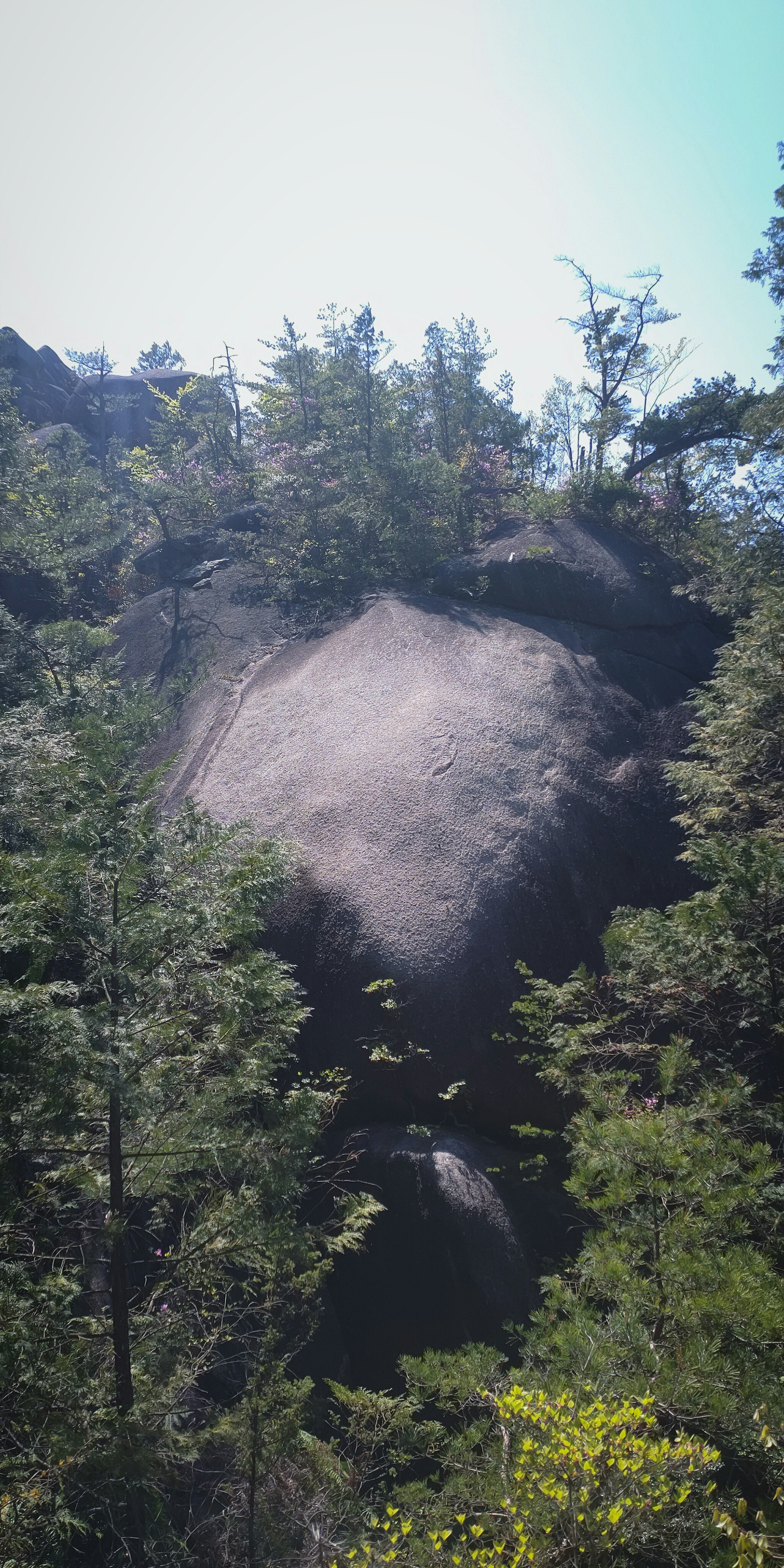 Großer Felsen umgeben von Grün und Bäumen