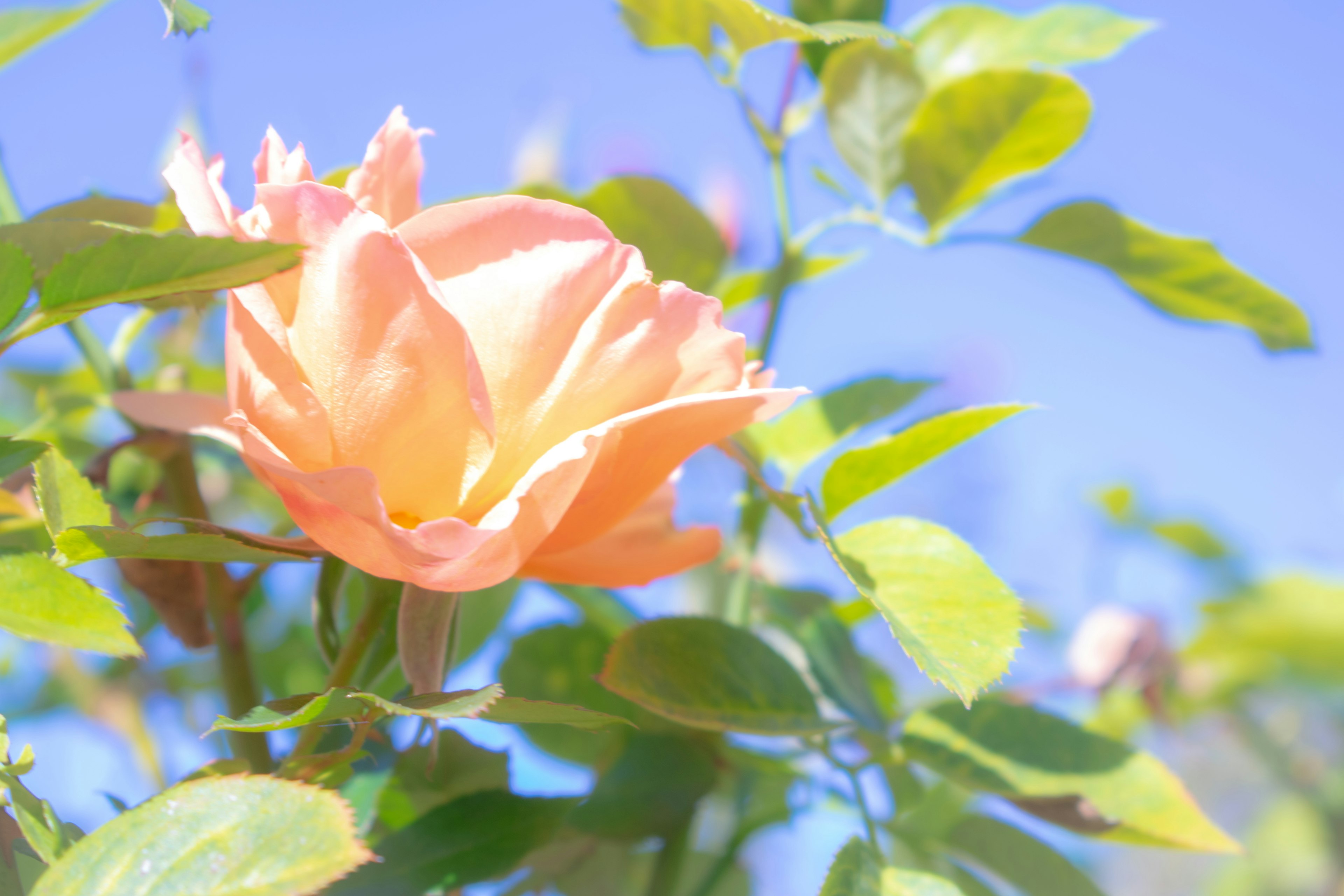 Soft orange rose flower against a blue sky