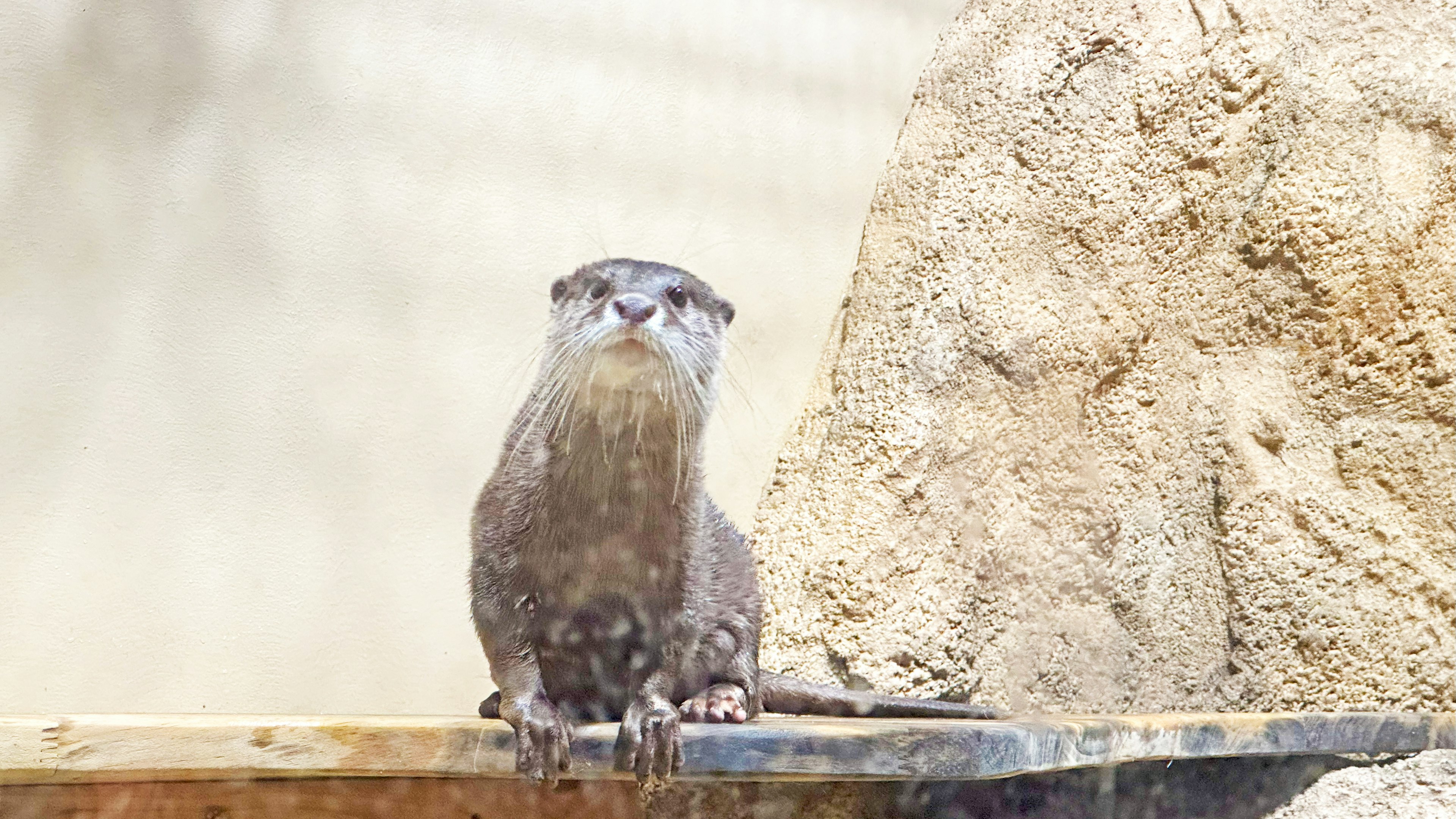 Otter sitting by the water with a unique appearance