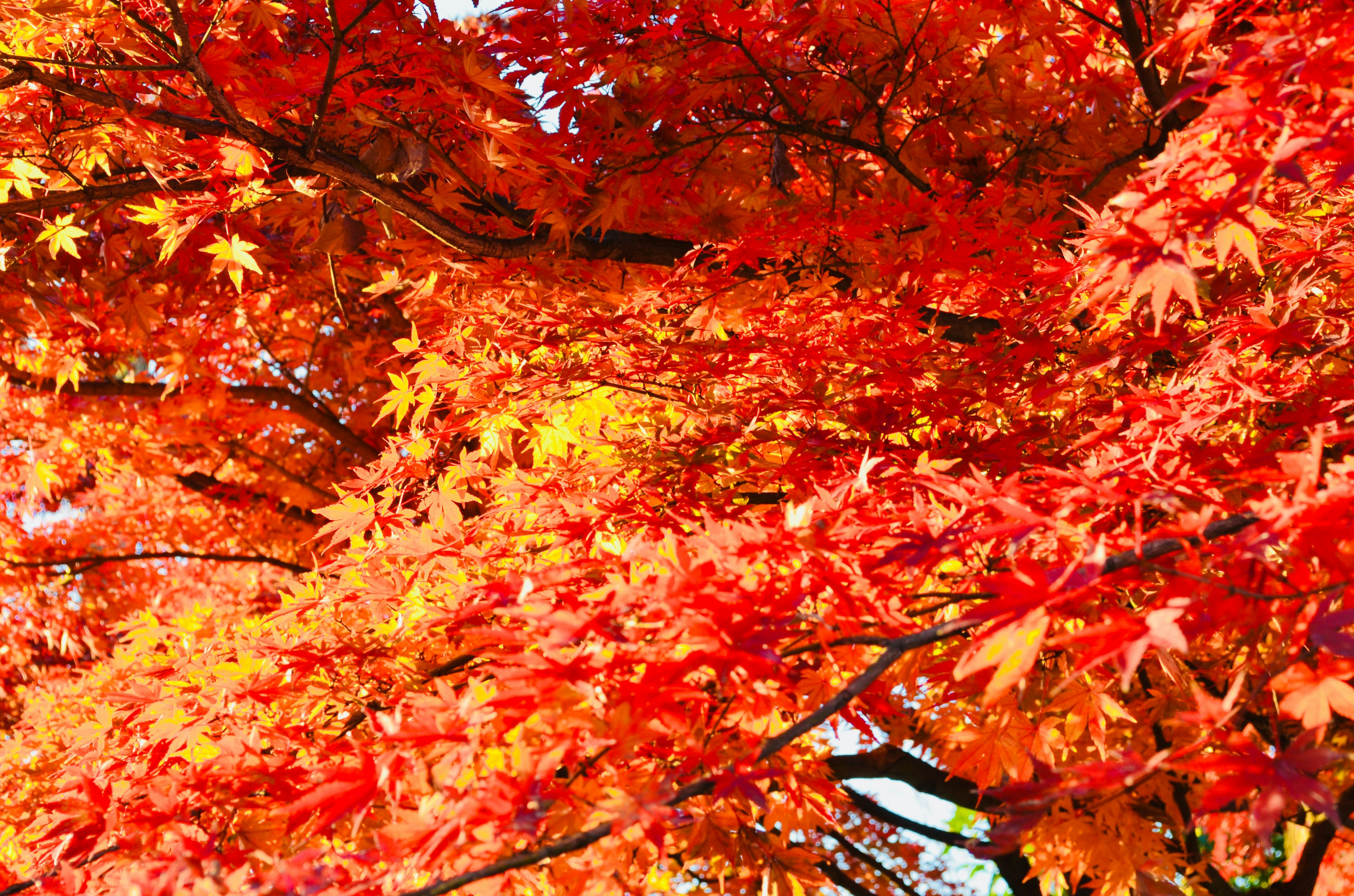 Daun maple merah cerah memenuhi kanopi pohon