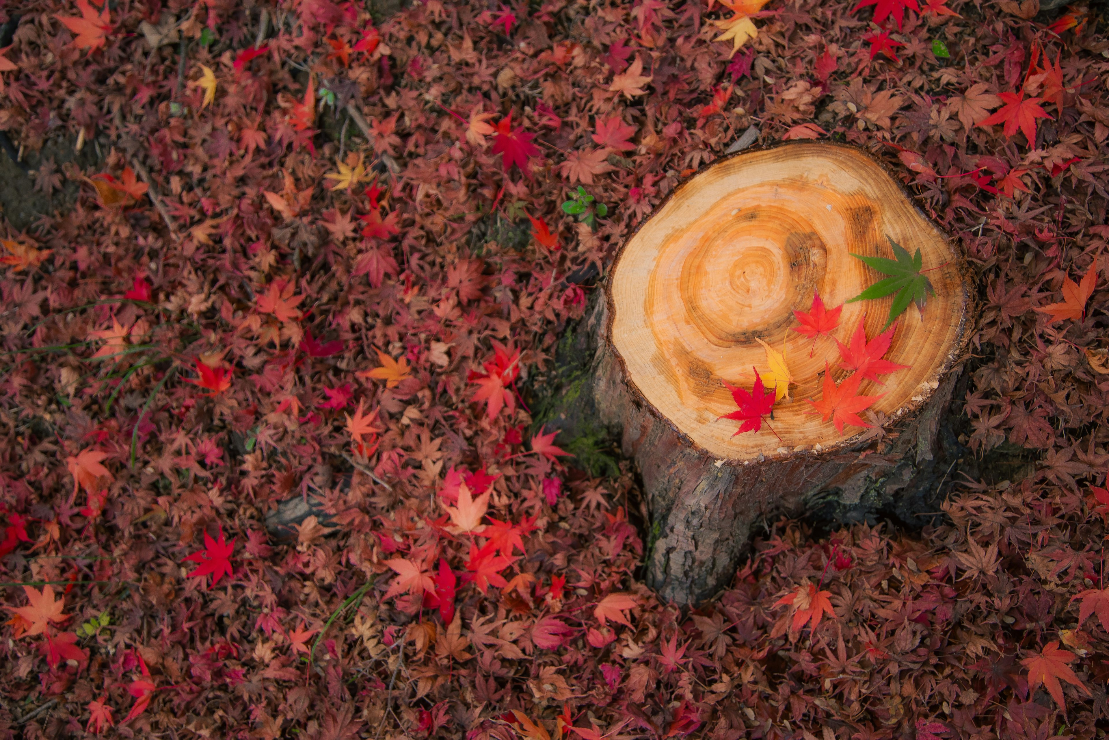 A tree stump surrounded by vibrant autumn leaves with colorful maple leaves on top