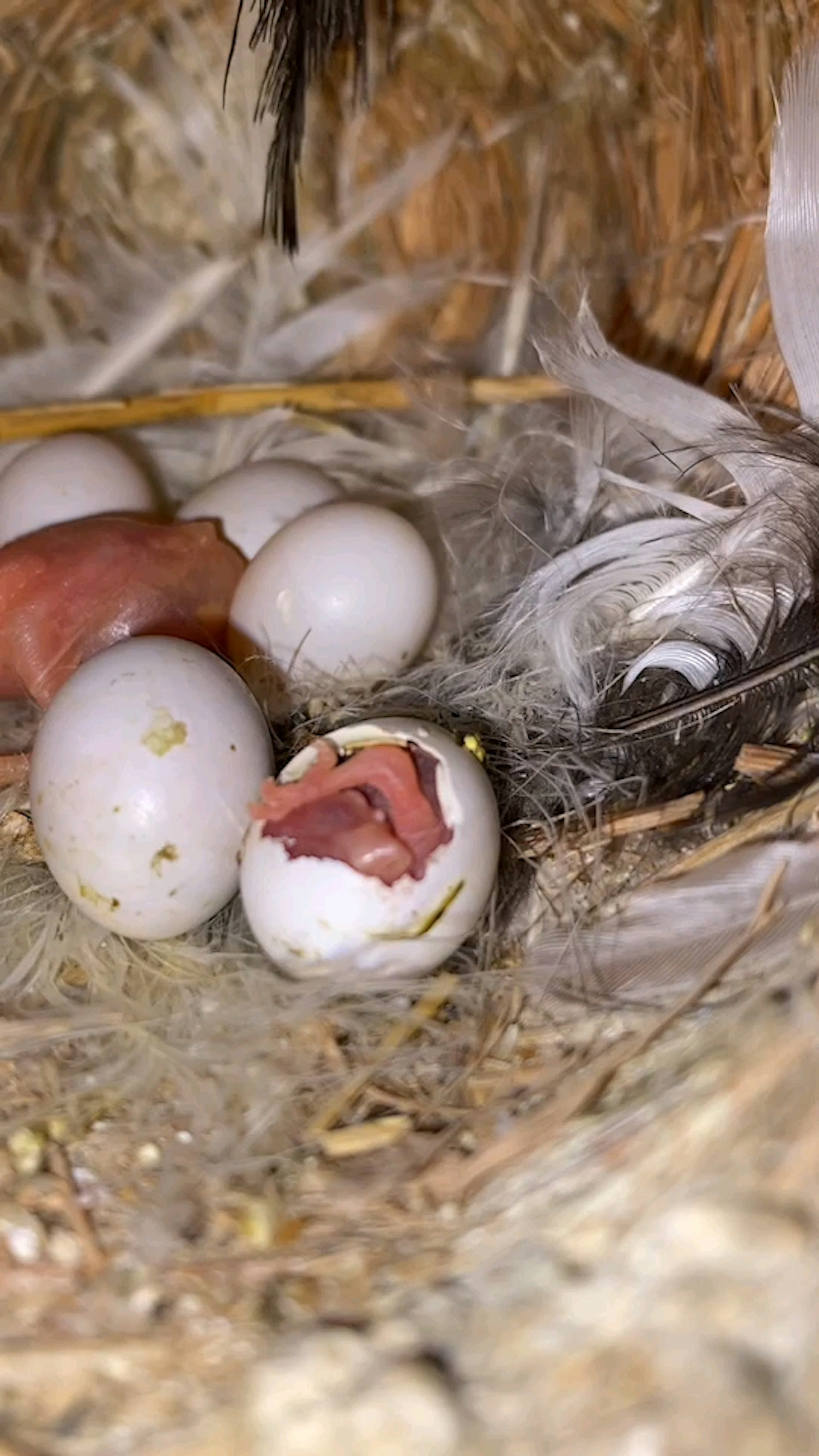 Nest mit schlüpfendem Küken und gebrochenem Ei