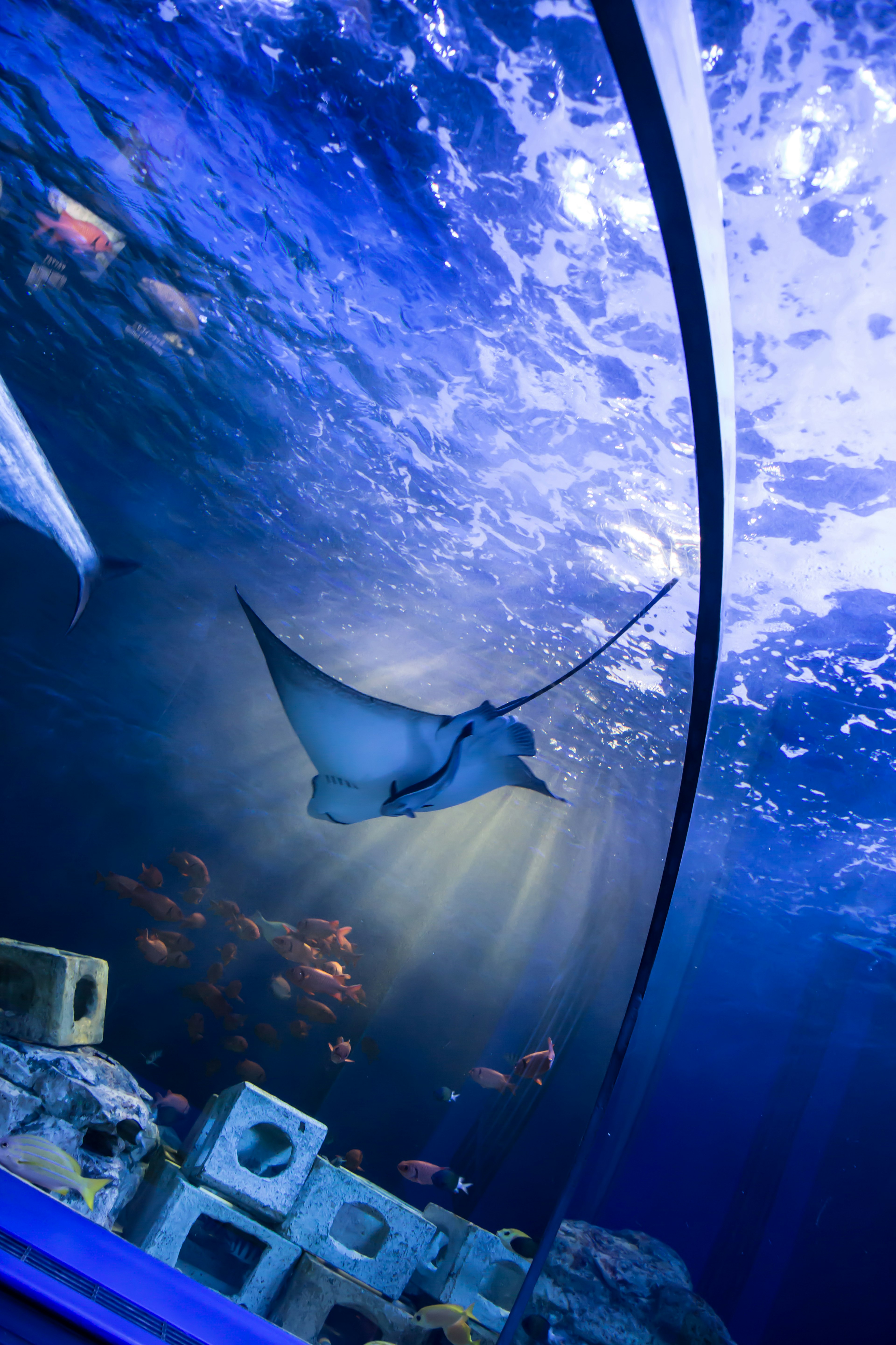 Manta ray swimming in blue underwater environment with beams of light