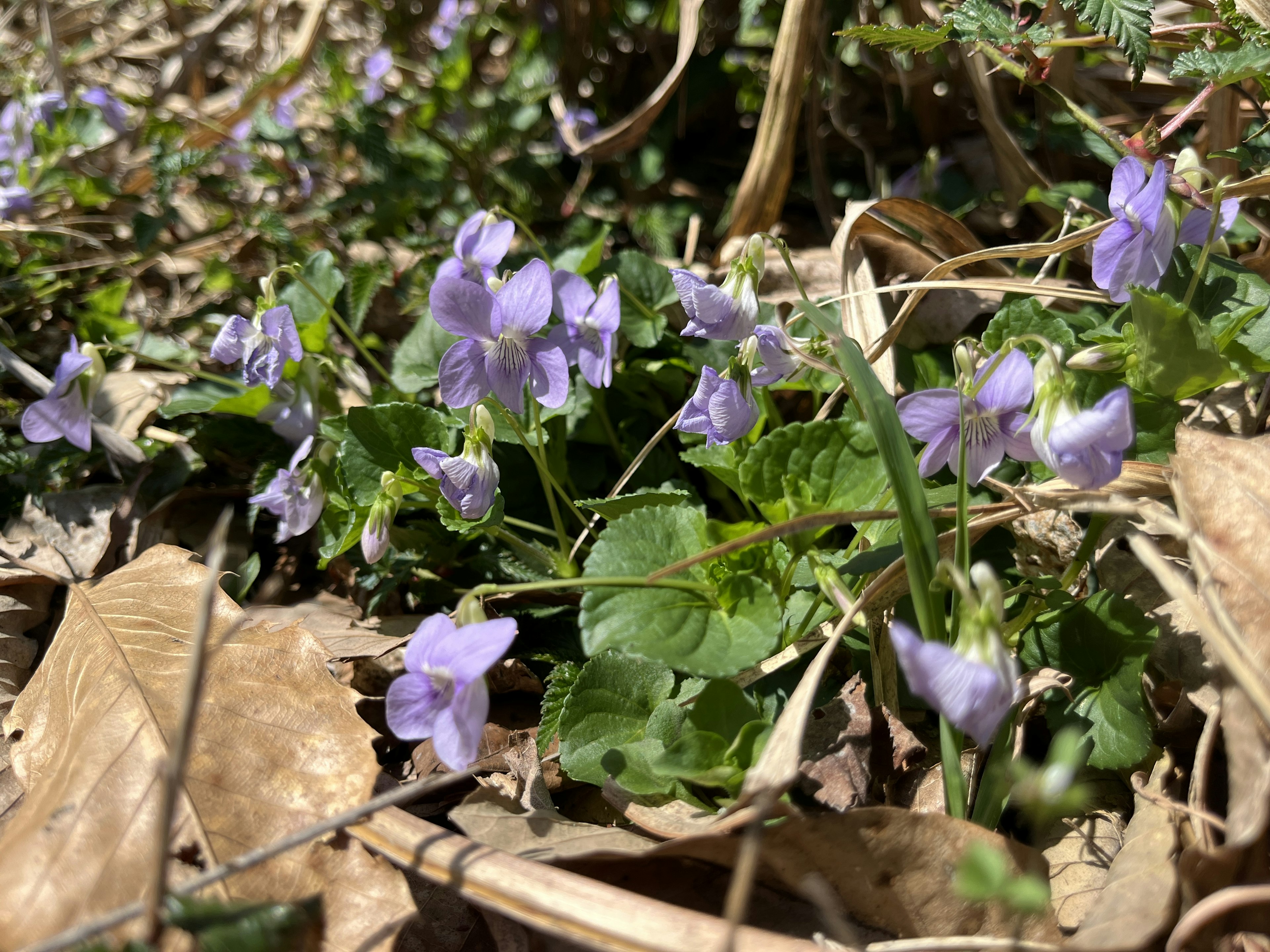 A photo of purple flowers blooming in a grassy area with scattered dried leaves around