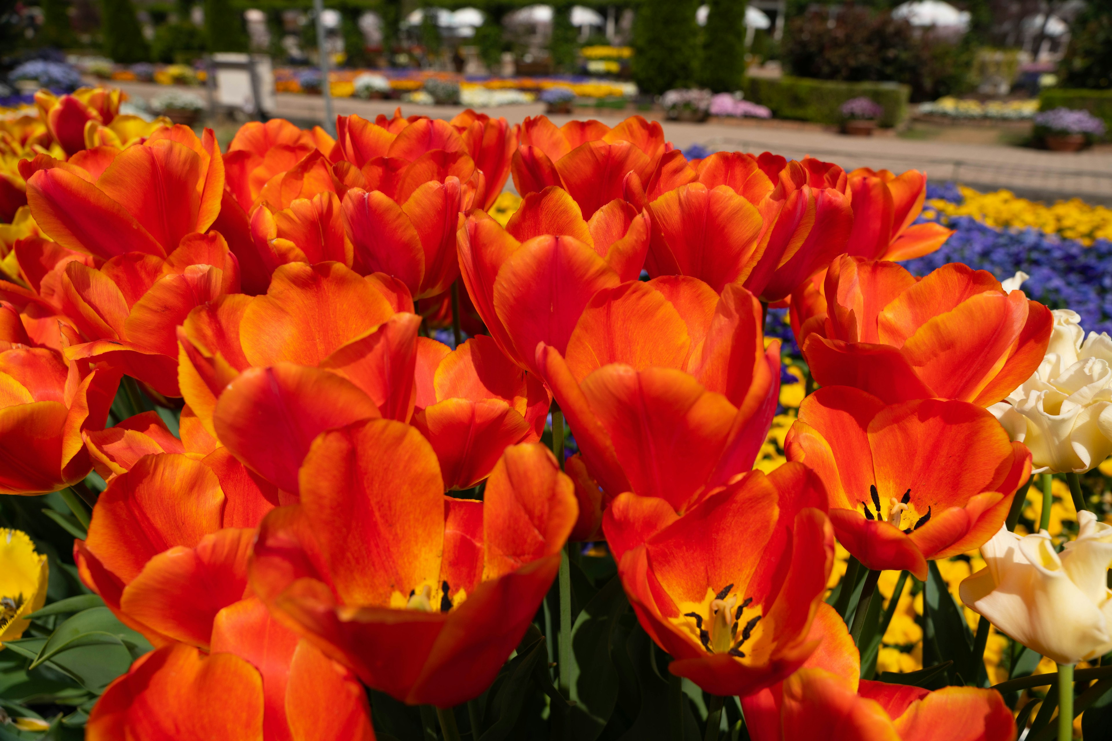 Acercamiento a tulipanes naranjas vibrantes en un parterre de flores