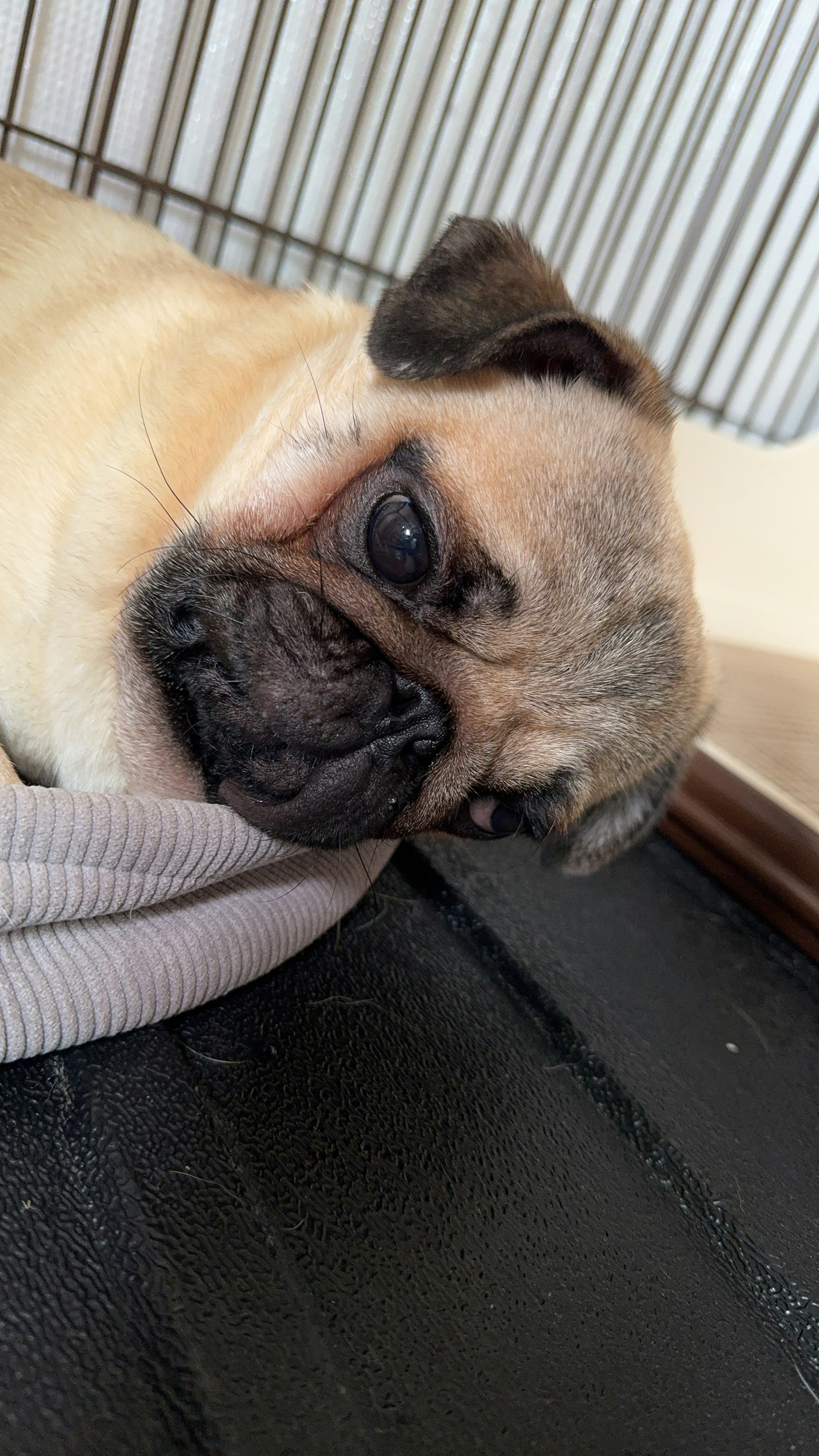 Acercamiento del rostro de un pug durmiendo