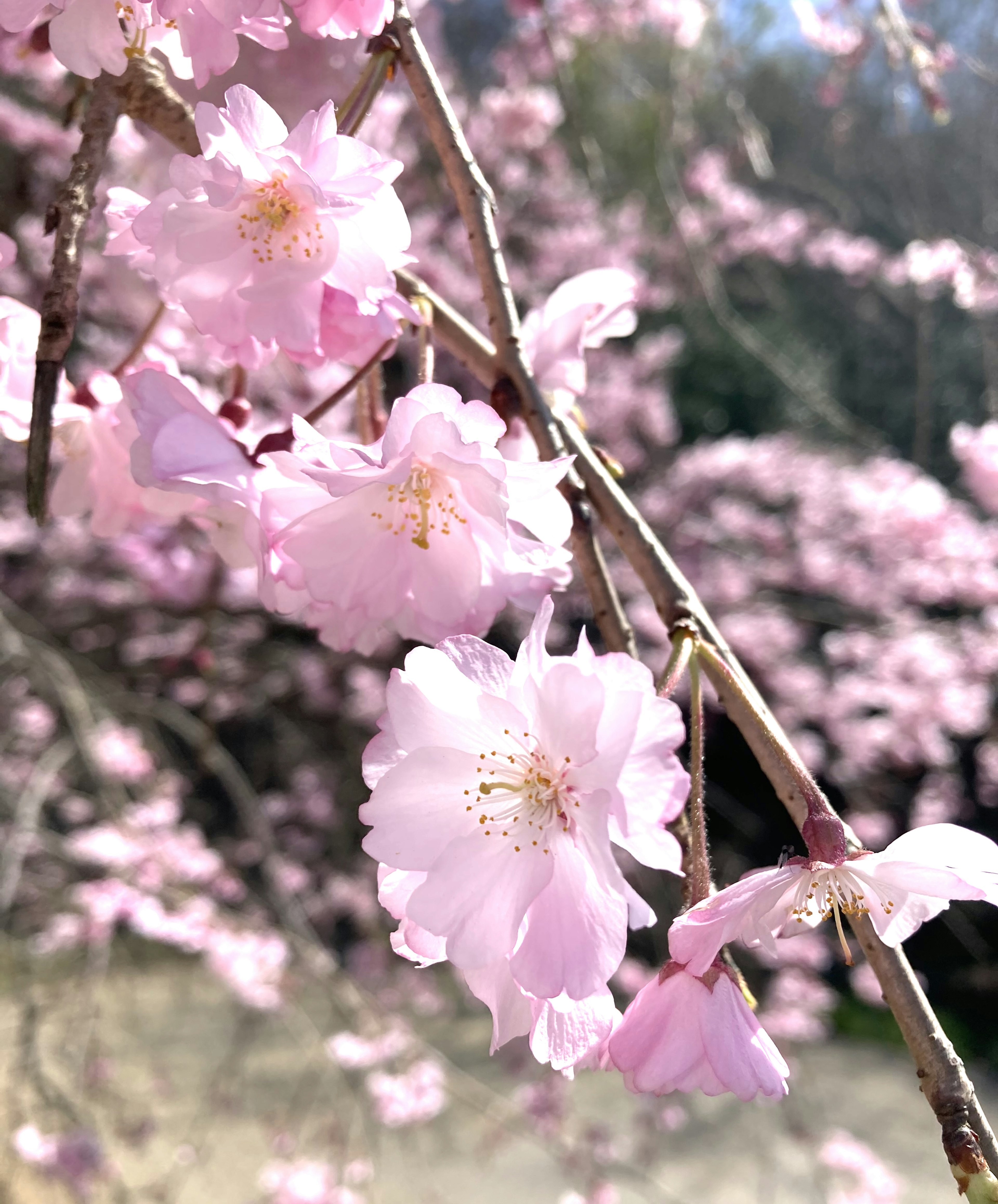 Primo piano di rami di ciliegio con fiori rosa