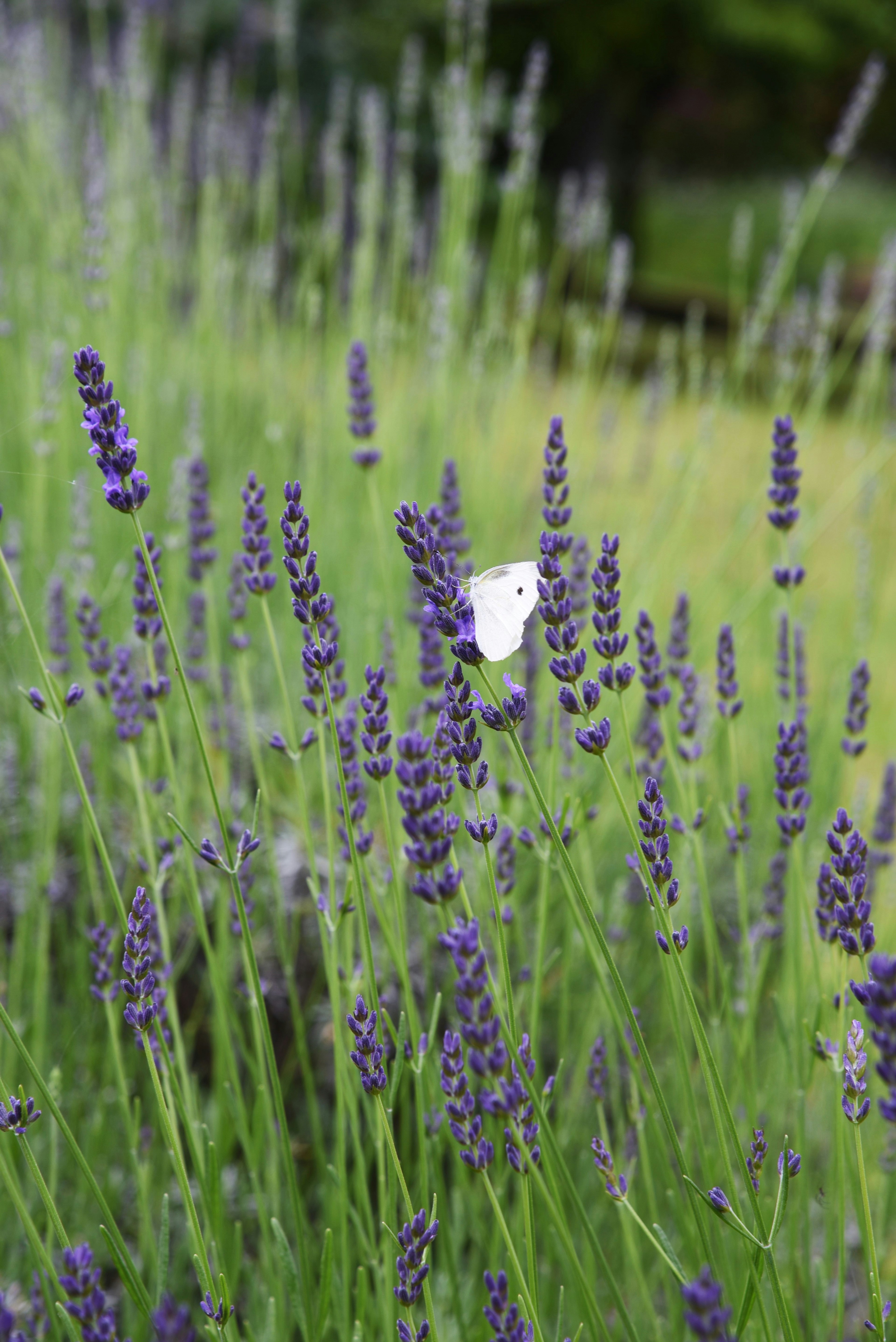 Fiori di lavanda con una farfalla bianca in un campo