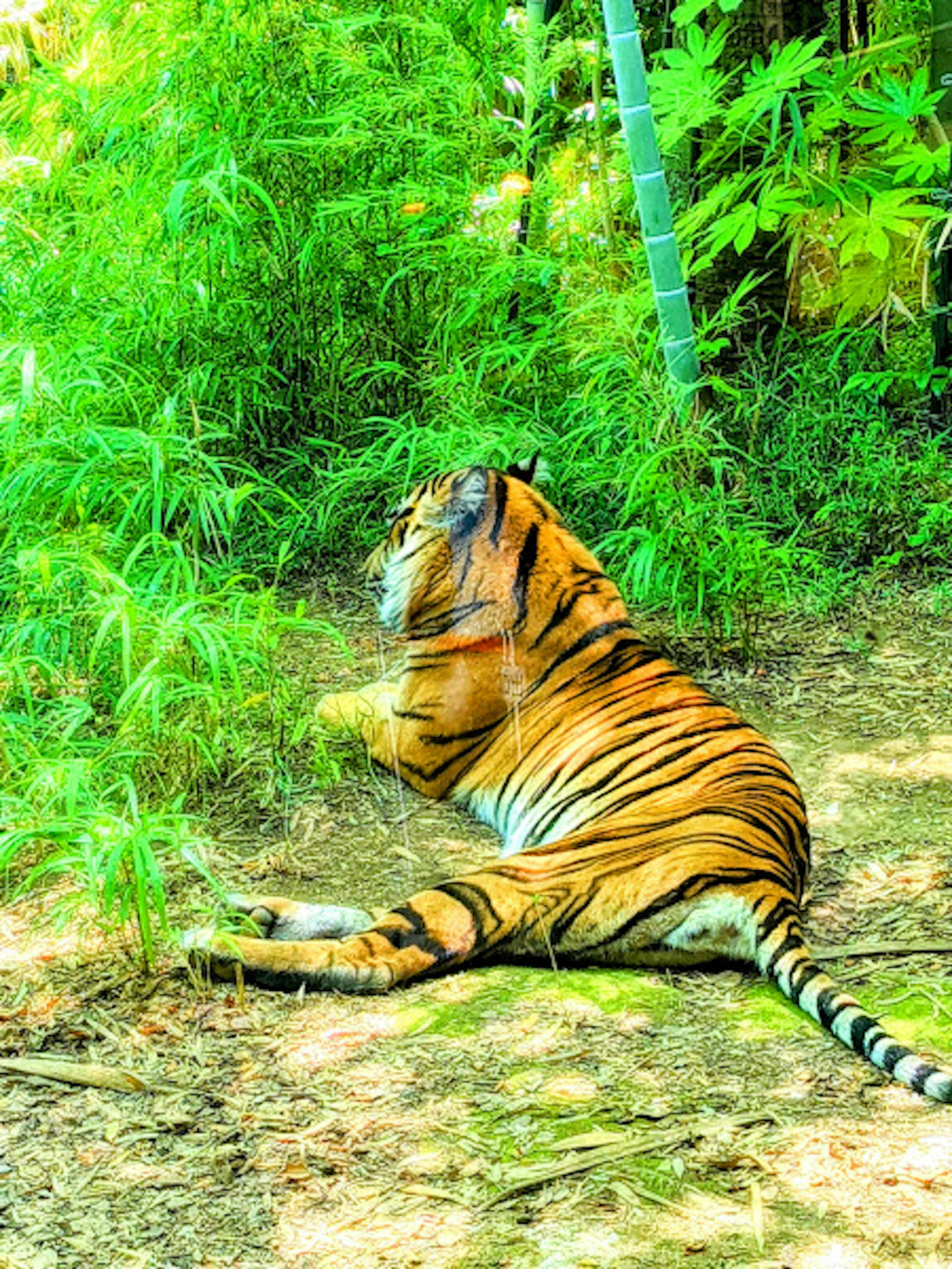 A tiger lying in the grass with a green background