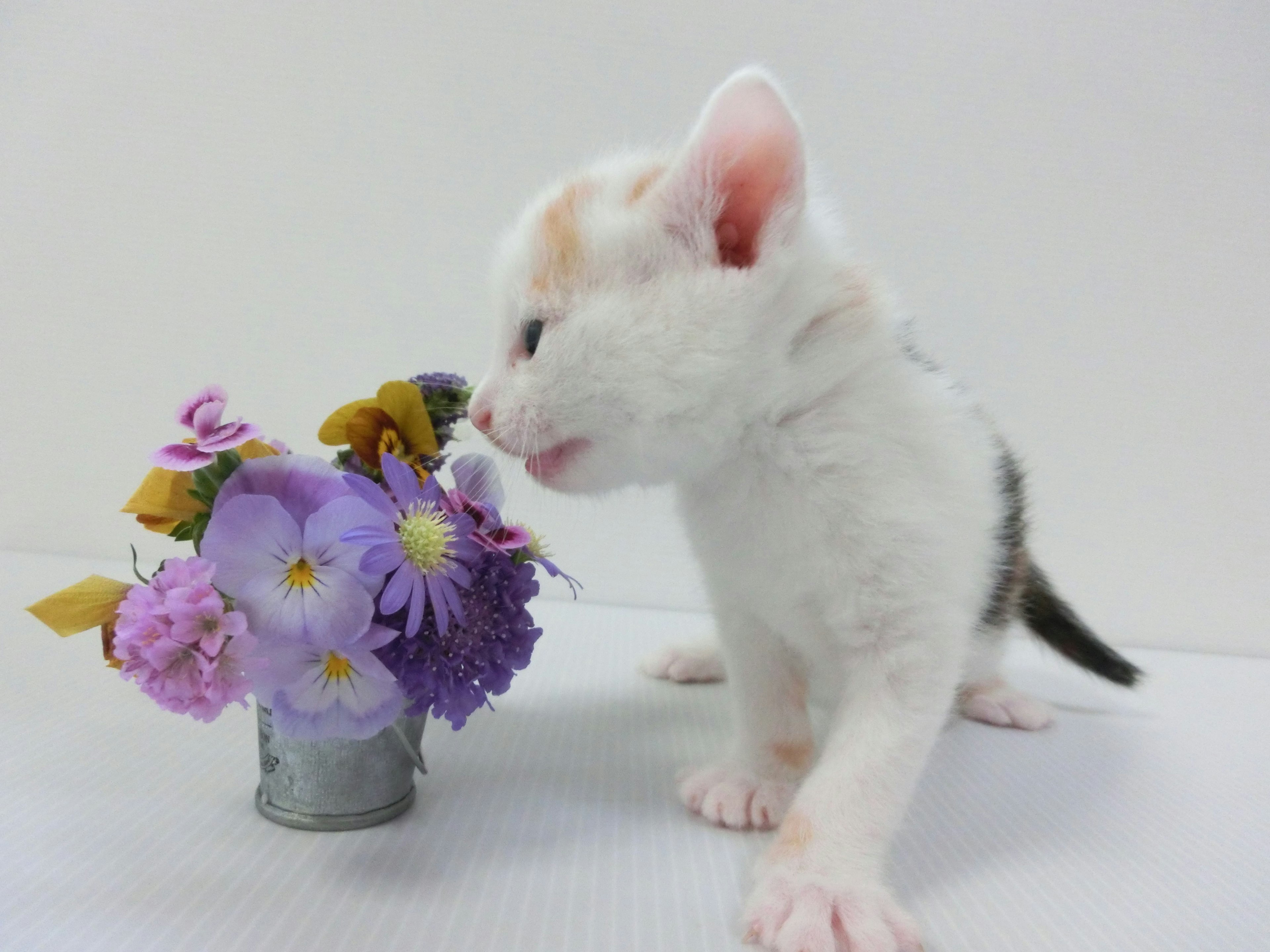 Ein weißes und braunes Kätzchen nähert sich einer kleinen Vase mit lila Blumen