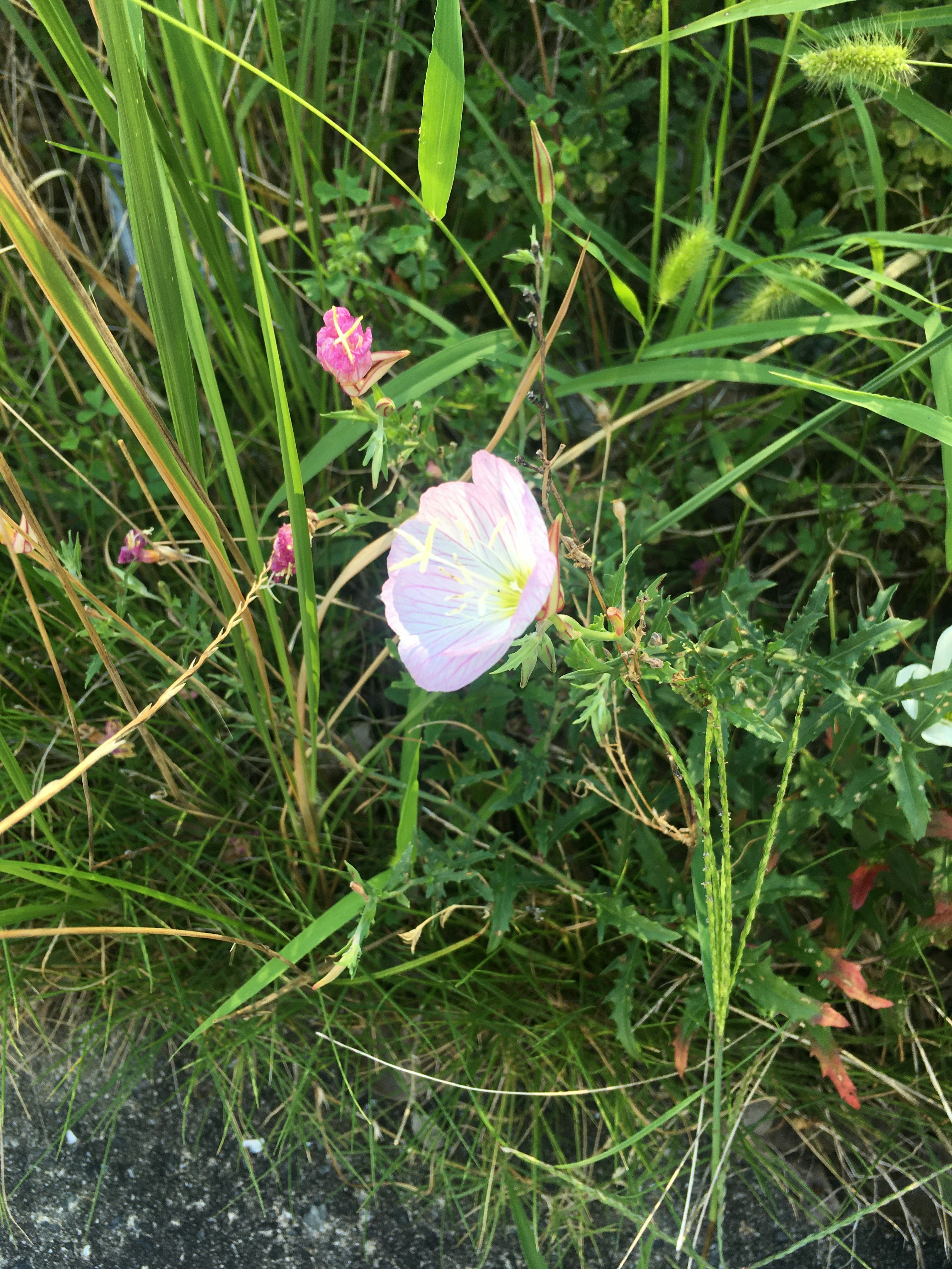 Fleur rose délicate entourée d'herbe verte et de plantes sauvages