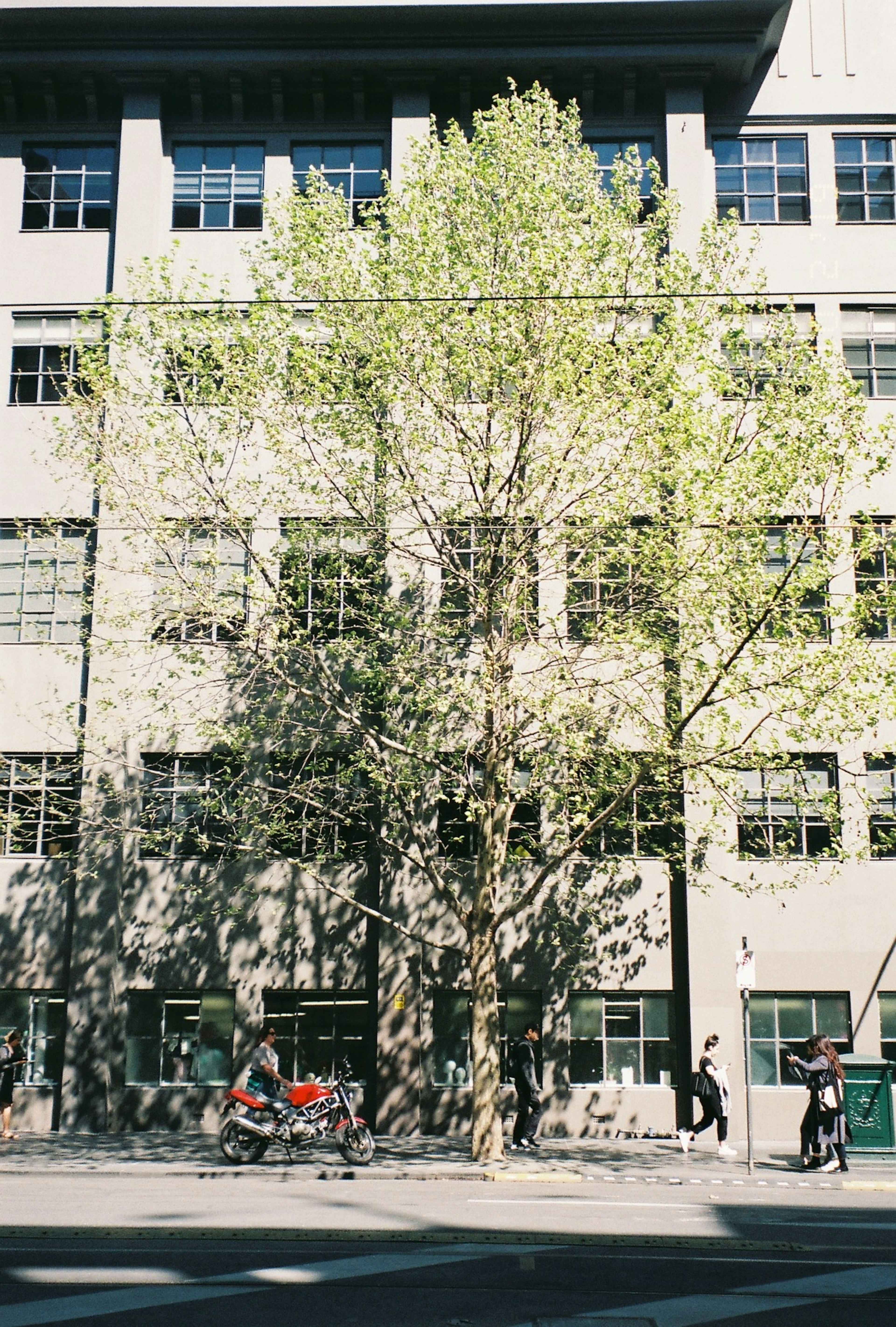 A large tree with green leaves beside a modern building in an urban setting