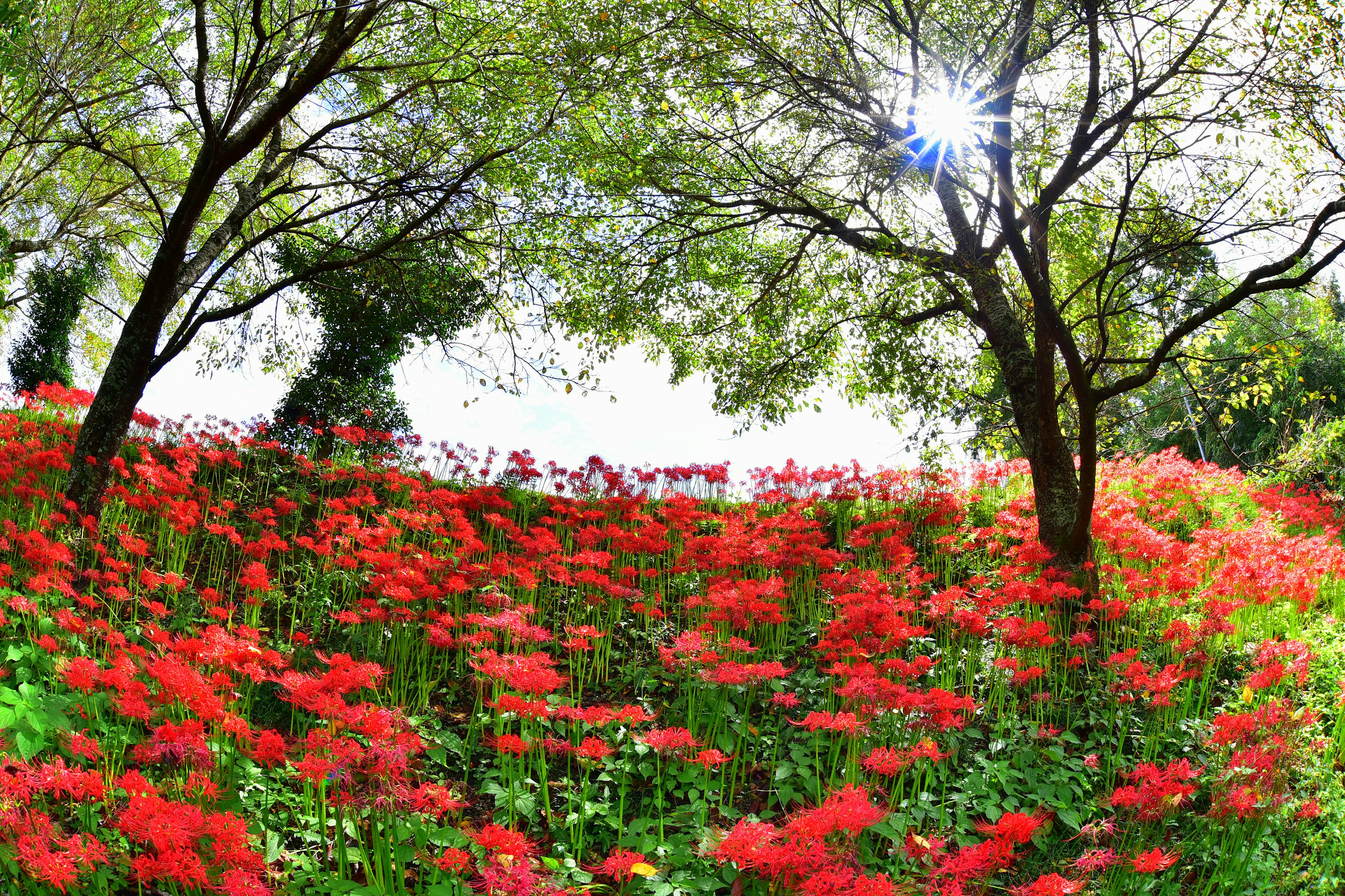 Eine schöne Landschaft mit Bäumen und lebhaften roten Blumen