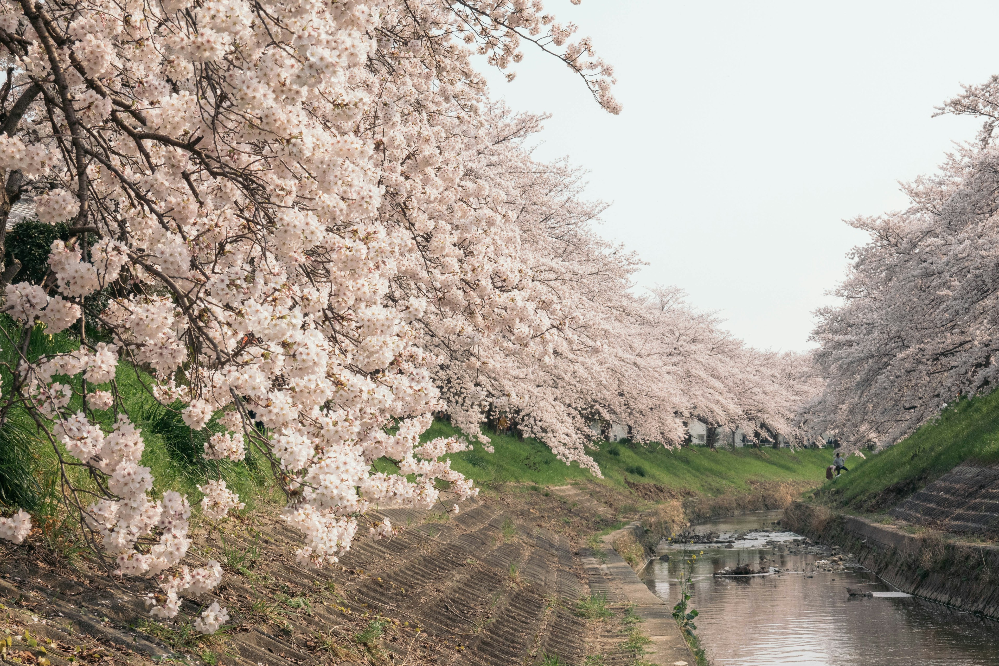 Cerezos en flor a lo largo de un río sereno