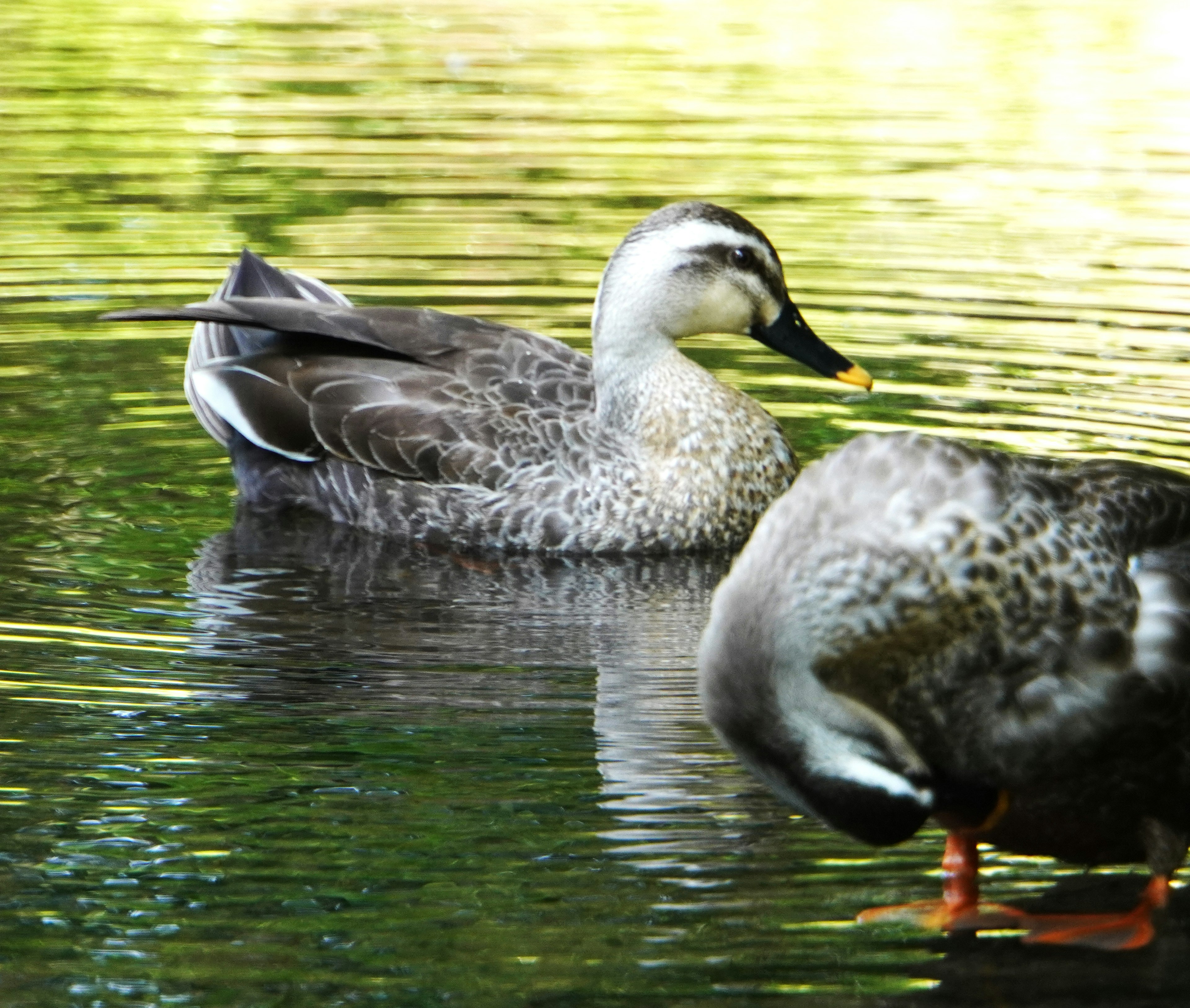 Deux canards nageant sur une surface d'eau calme avec de belles réflexions vertes