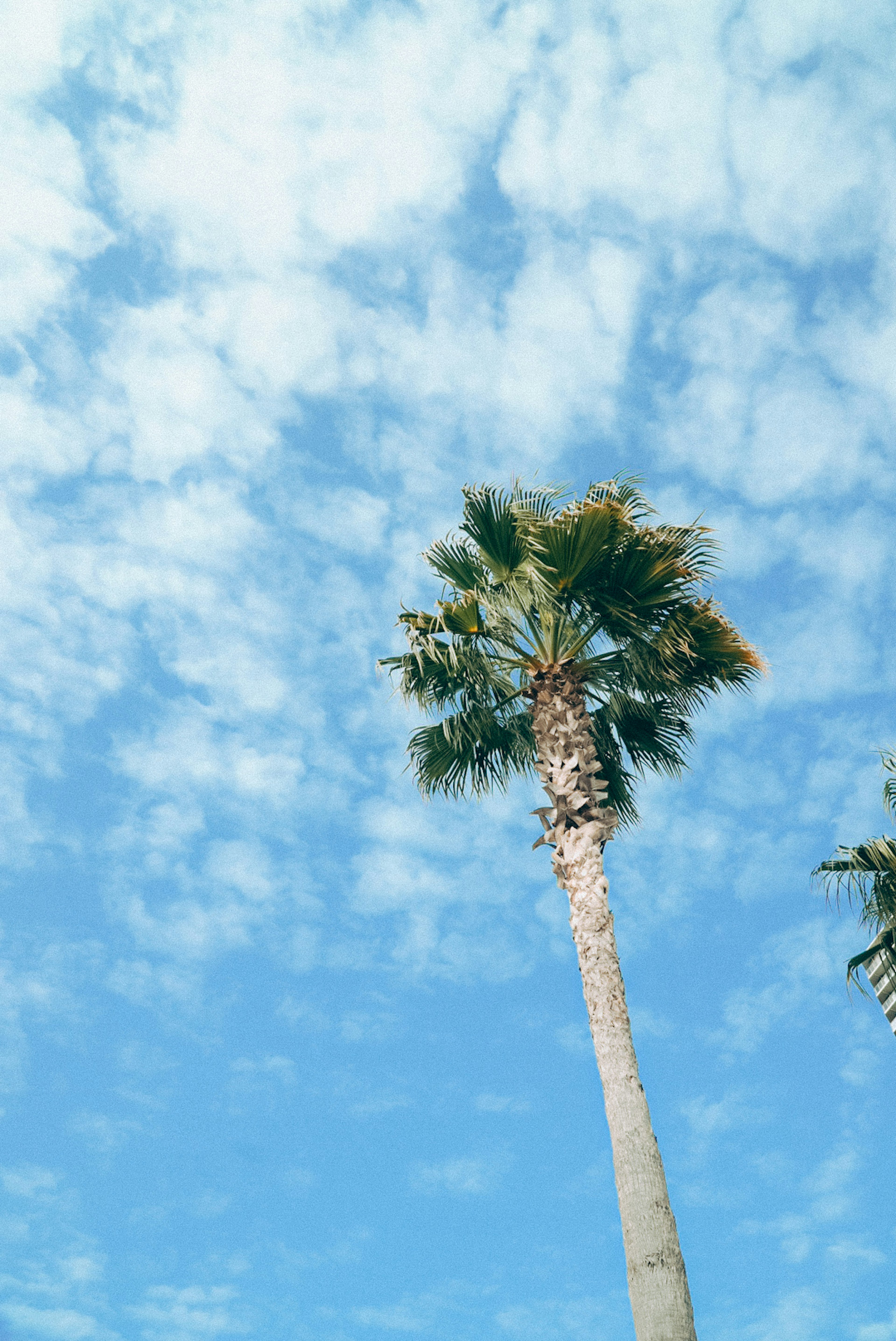 Palmera que se eleva hacia un cielo azul con nubes esponjosas