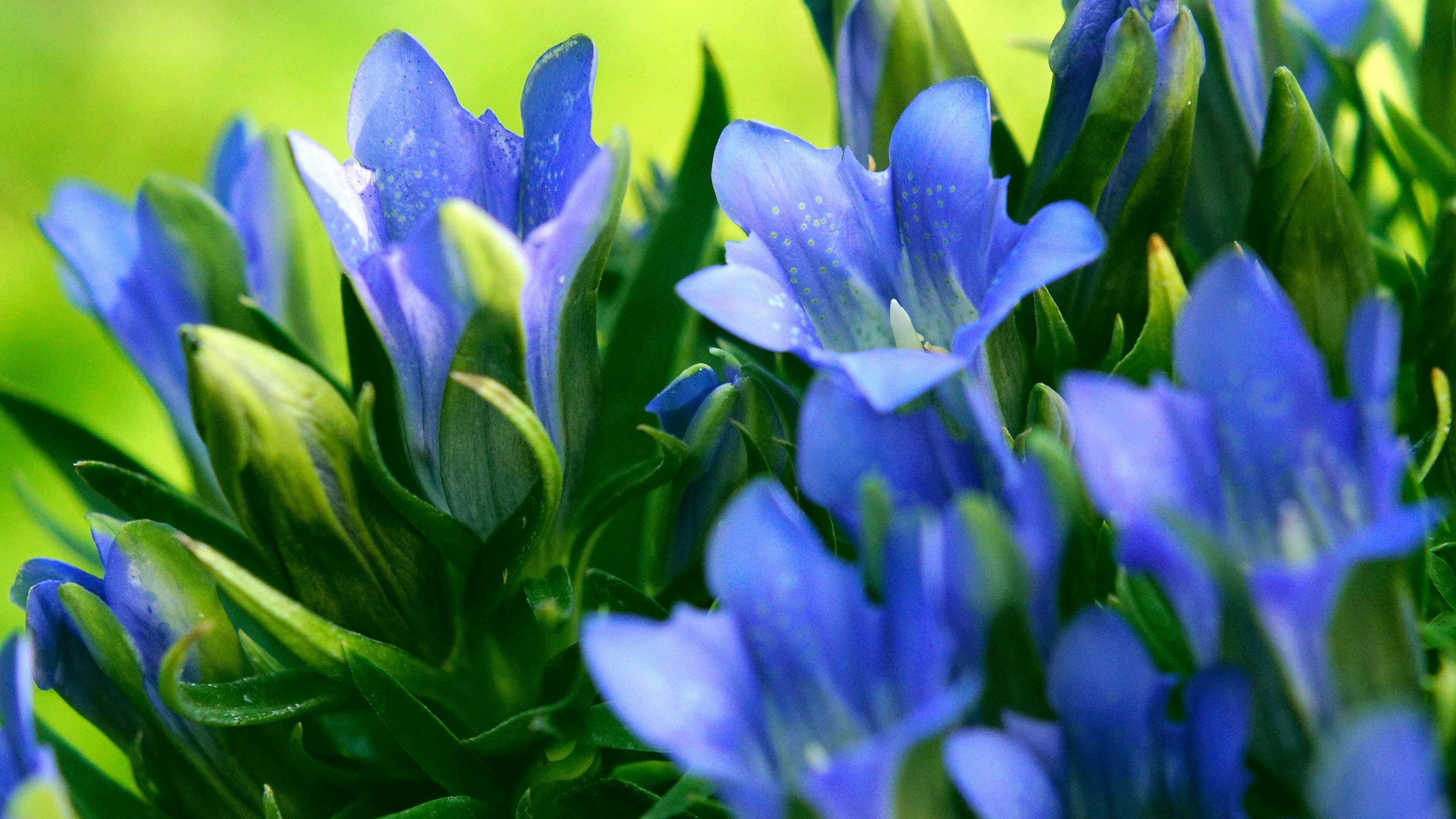 Nahaufnahme von lebhaften blauen Blumen, die an einer Pflanze blühen