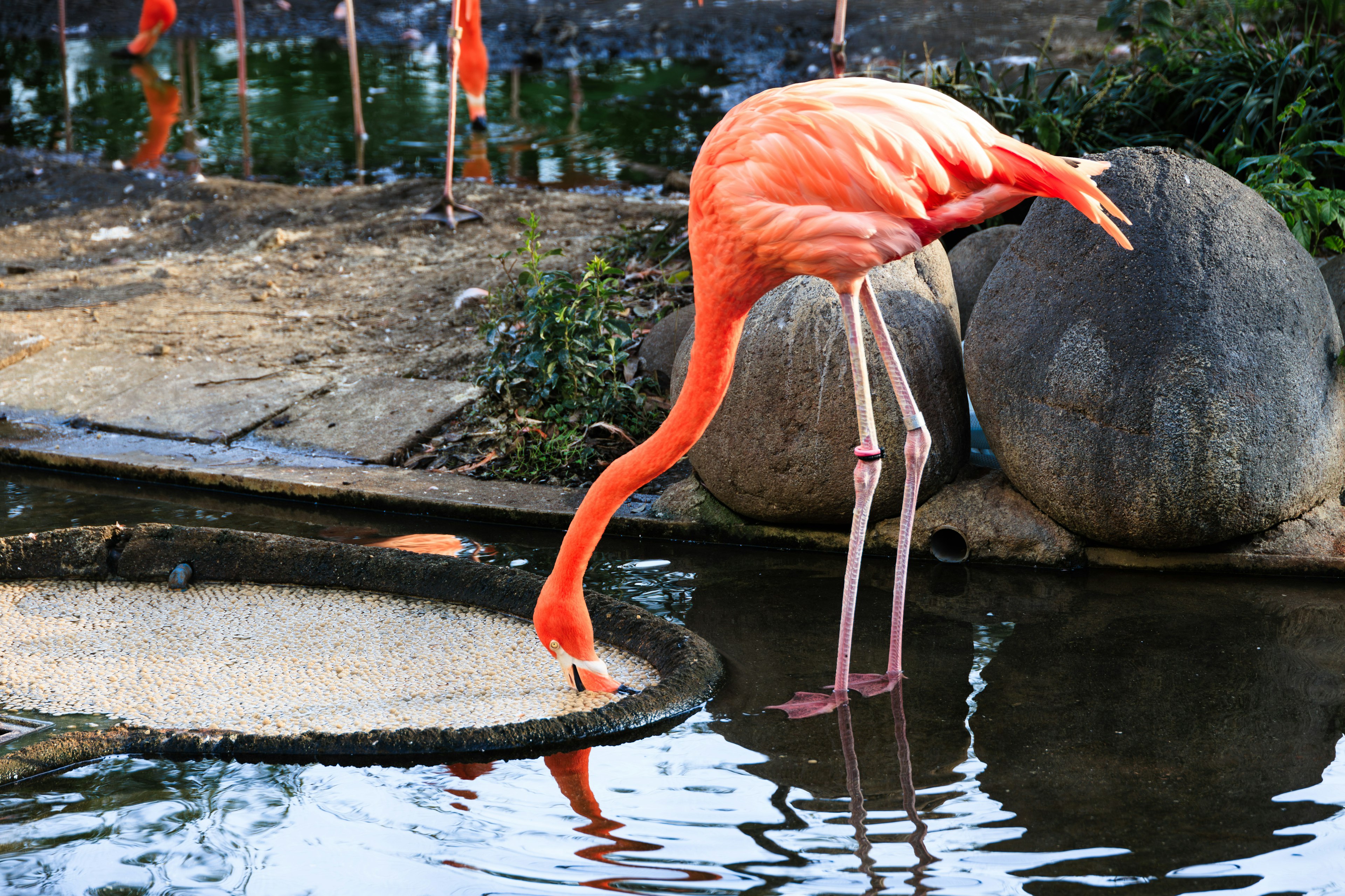 Seekor flamingo oranye cerah sedang mencari makan di tepi air