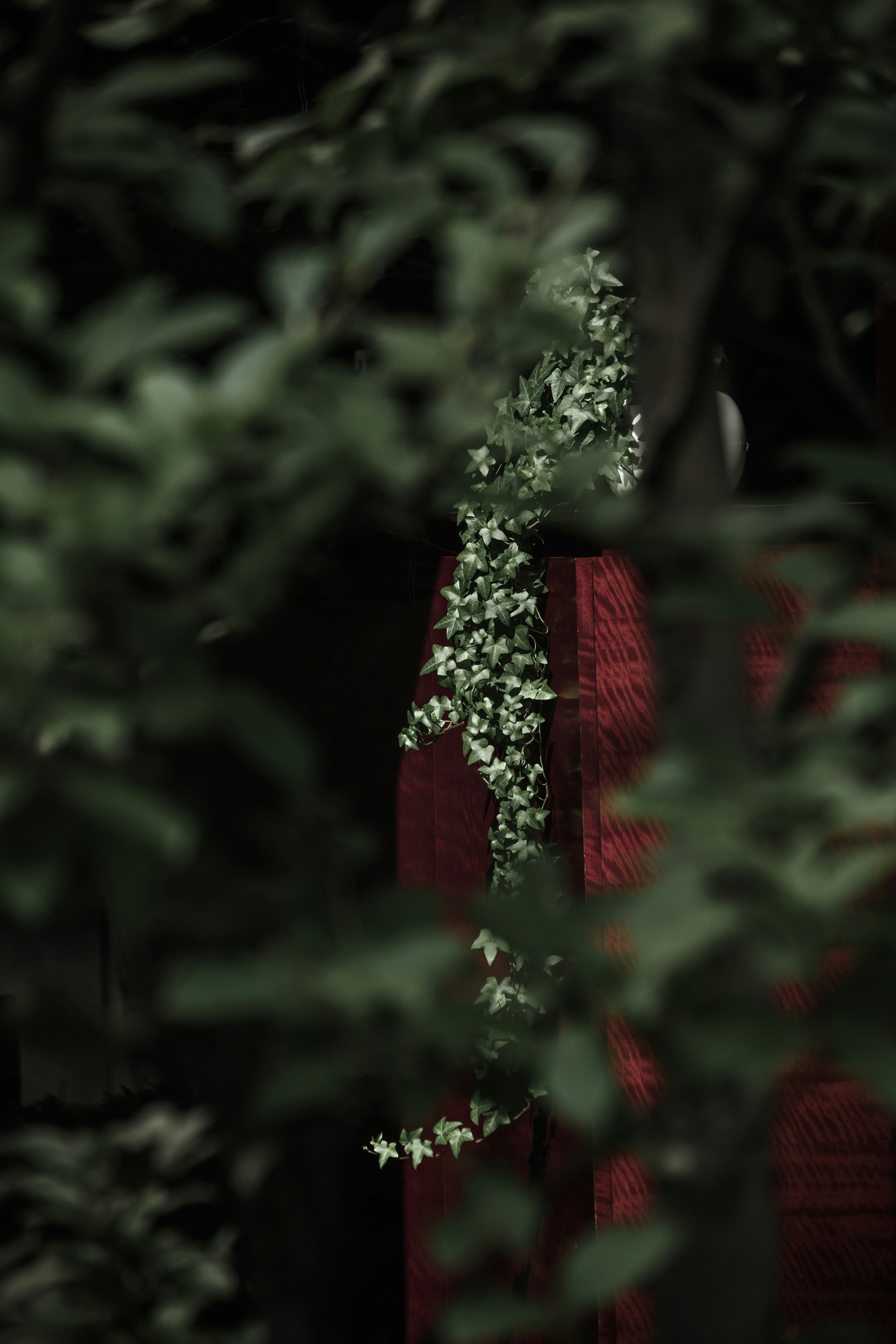 A section of red wall partially covered by green leaves and white flowers