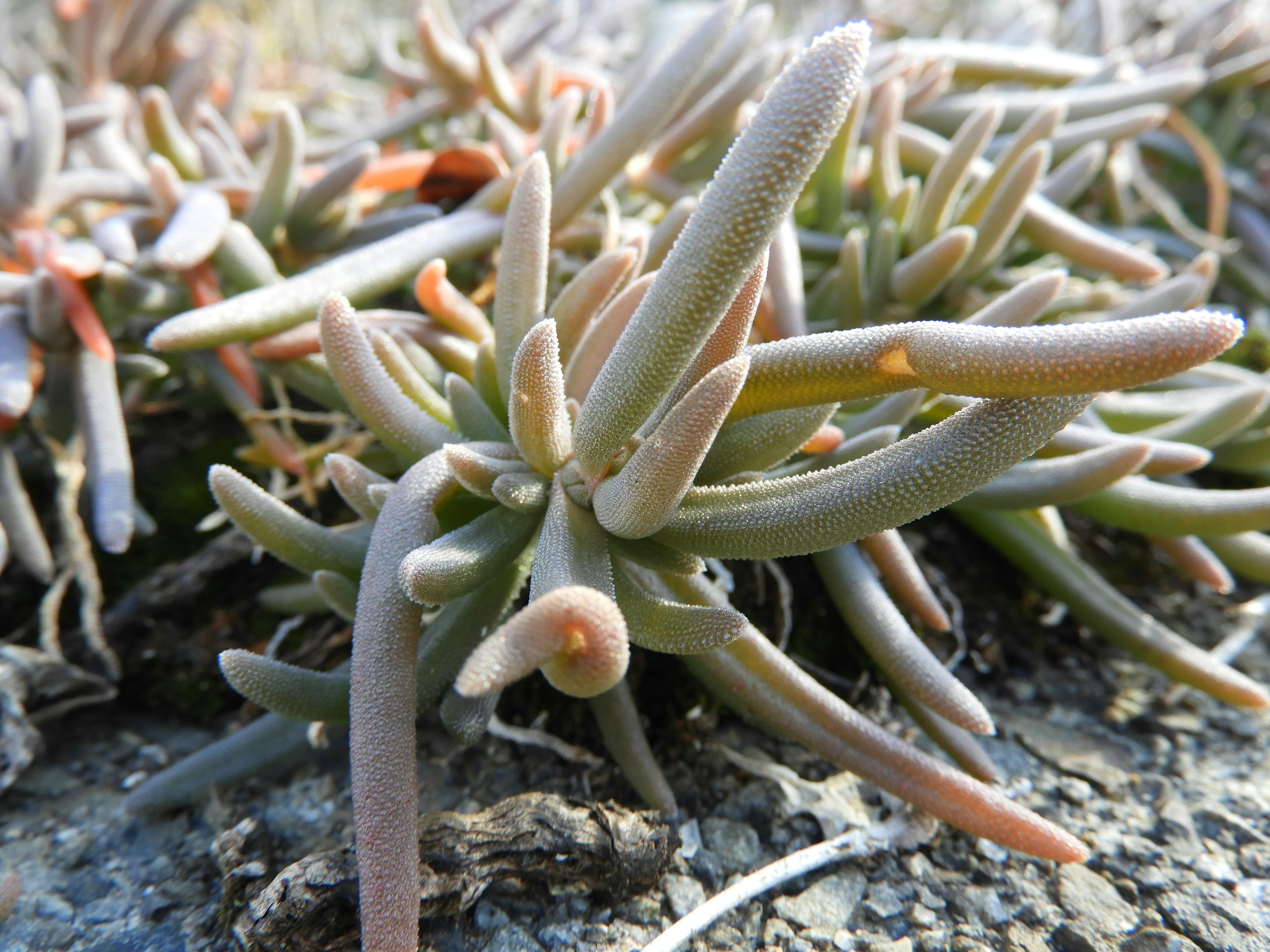 多肉植物の群生が地面に生えている様子