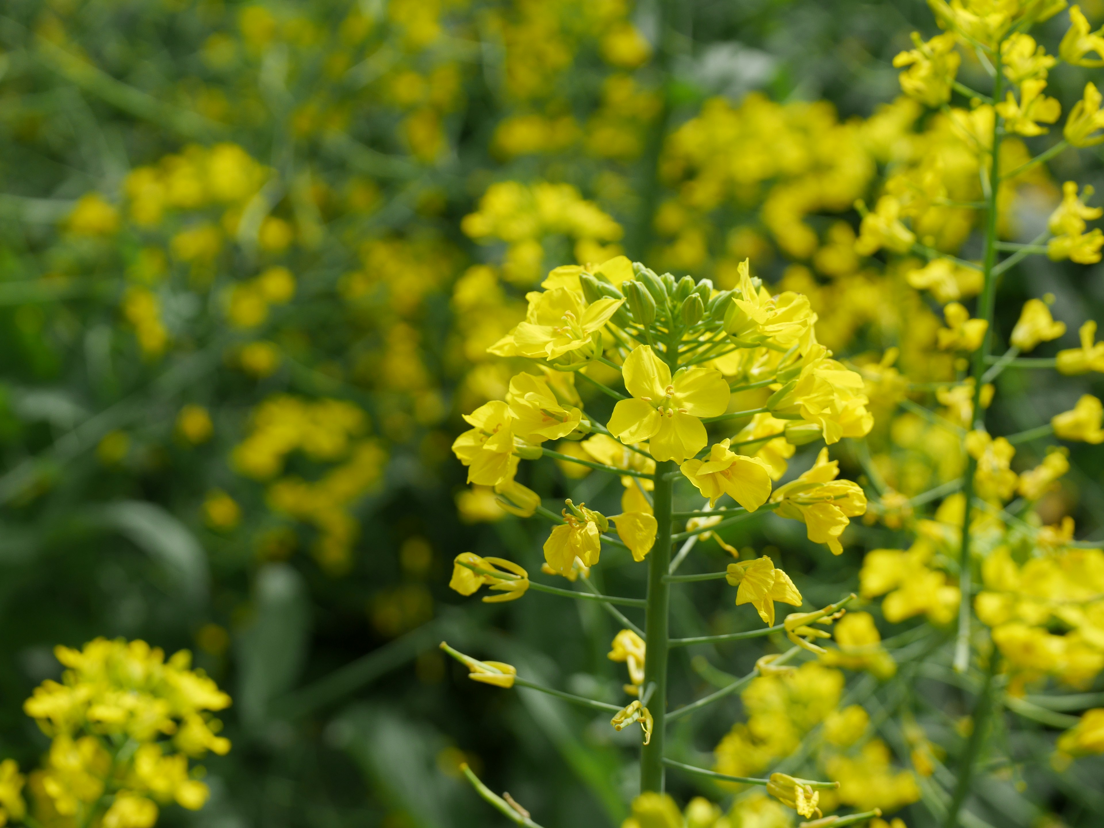 Vibrant field of yellow flowering canola plants