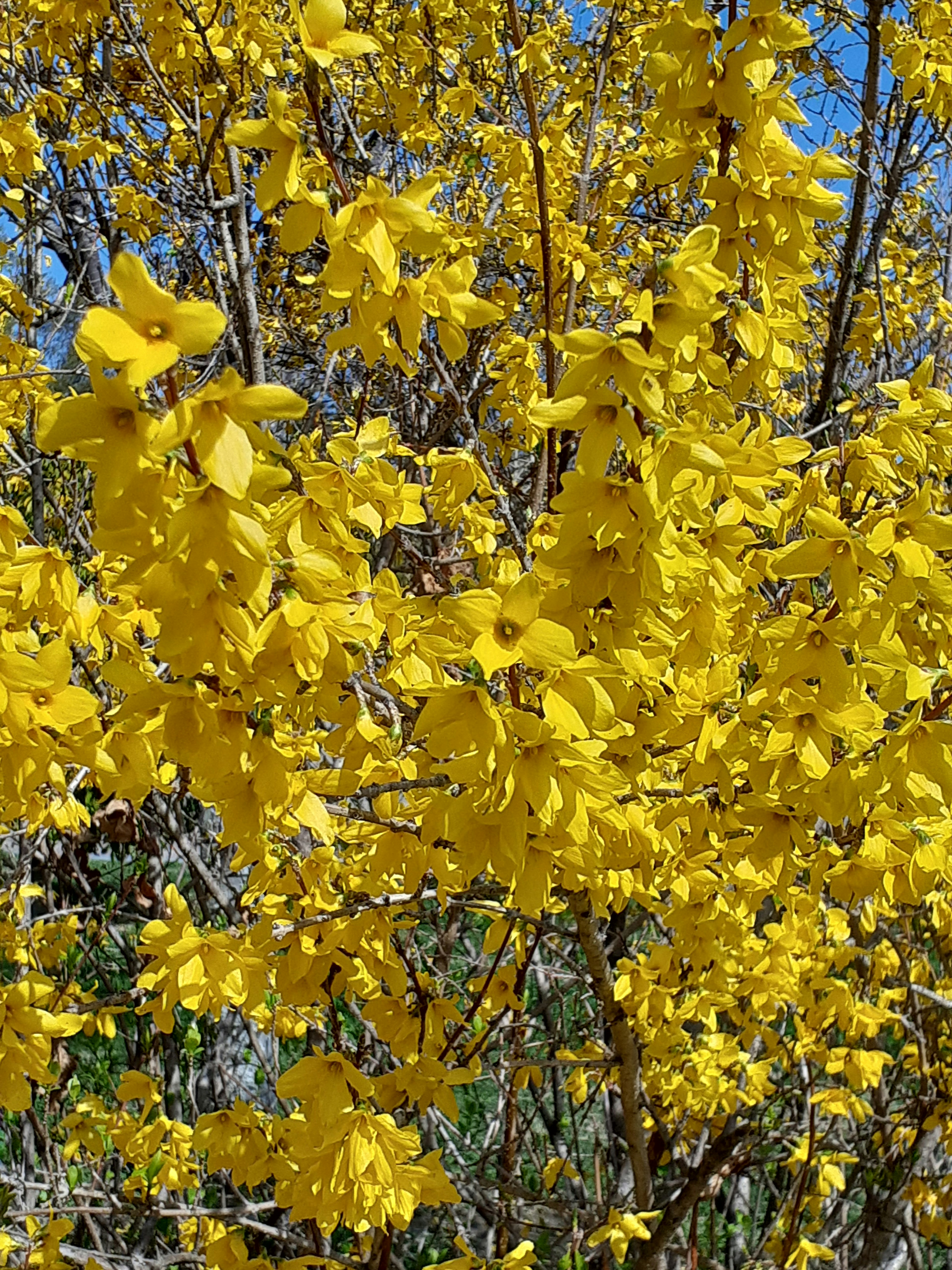 Äste eines Baumes, bedeckt mit lebhaften gelben Blüten