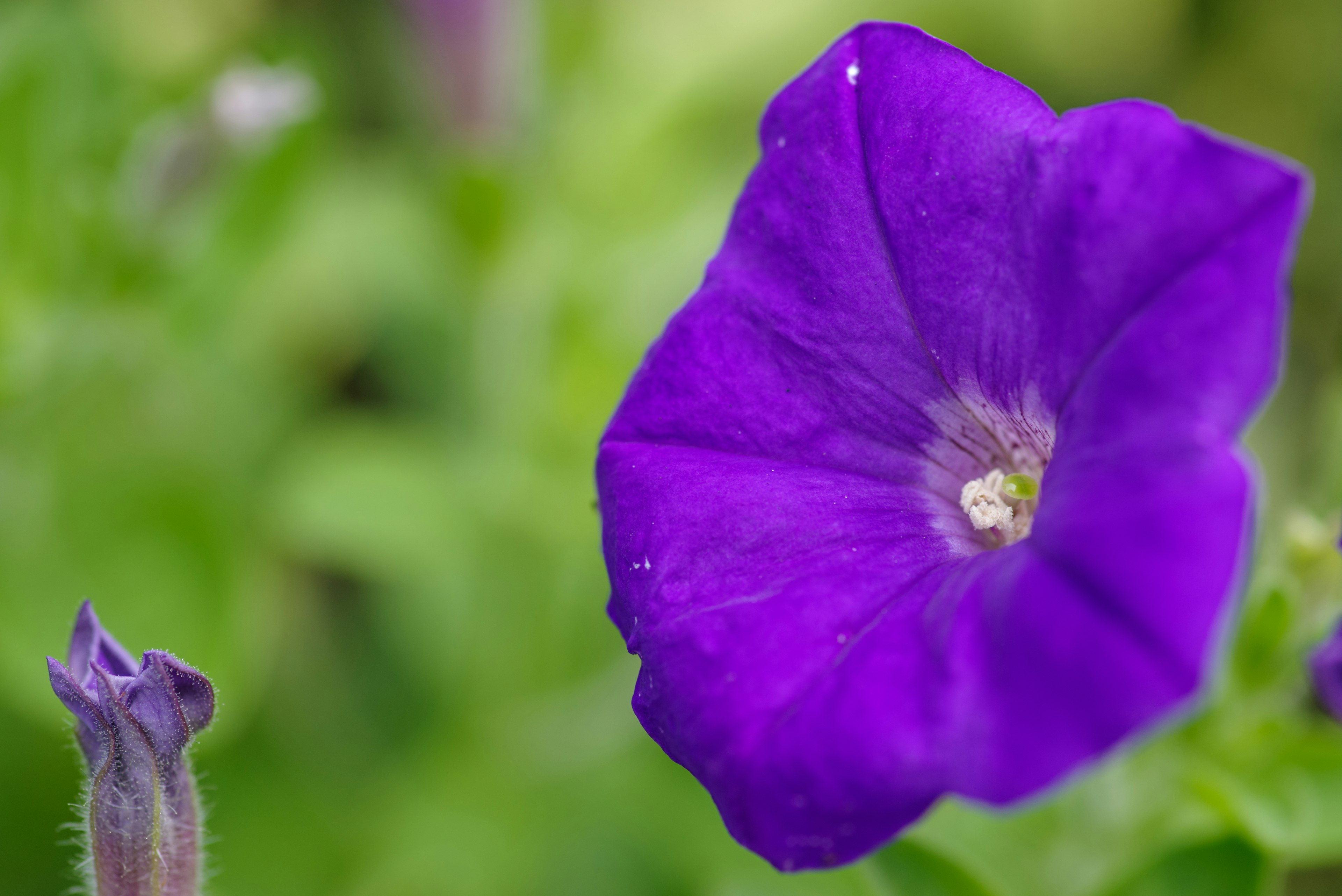 Fiore di petunia viola vibrante su sfondo verde