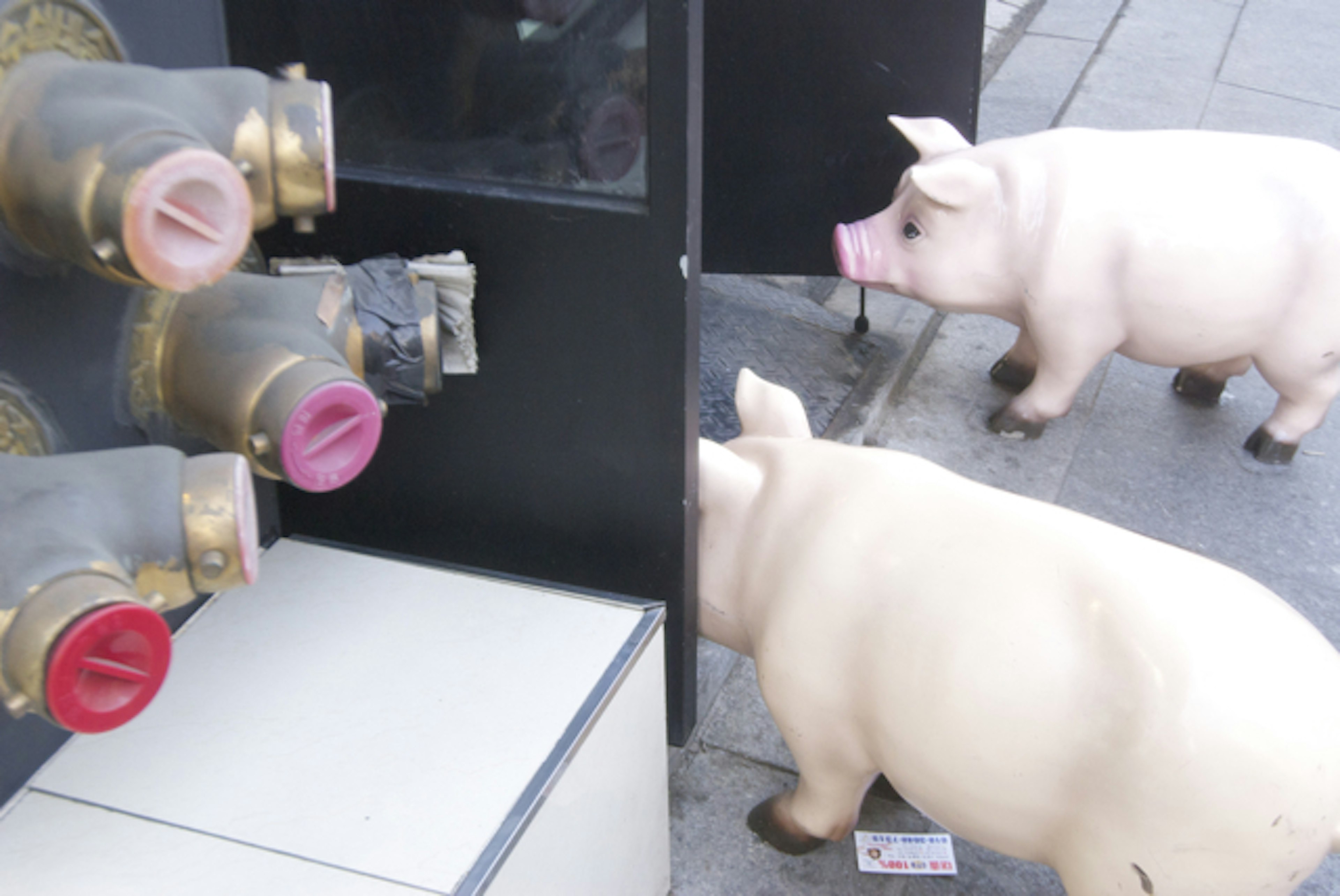 Two pigs near a black machine