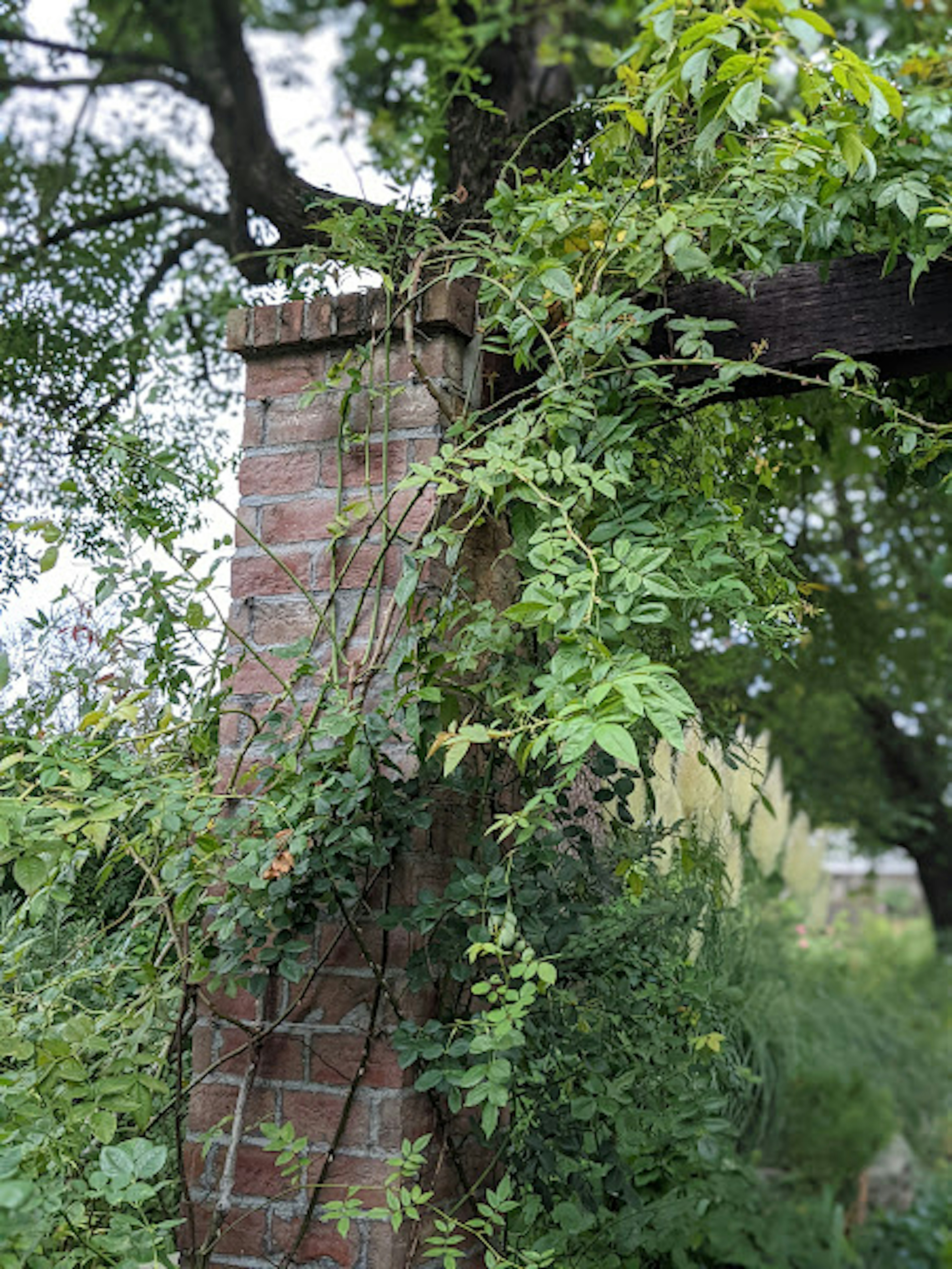 Brick pillar entwined with green leaves and surrounding nature