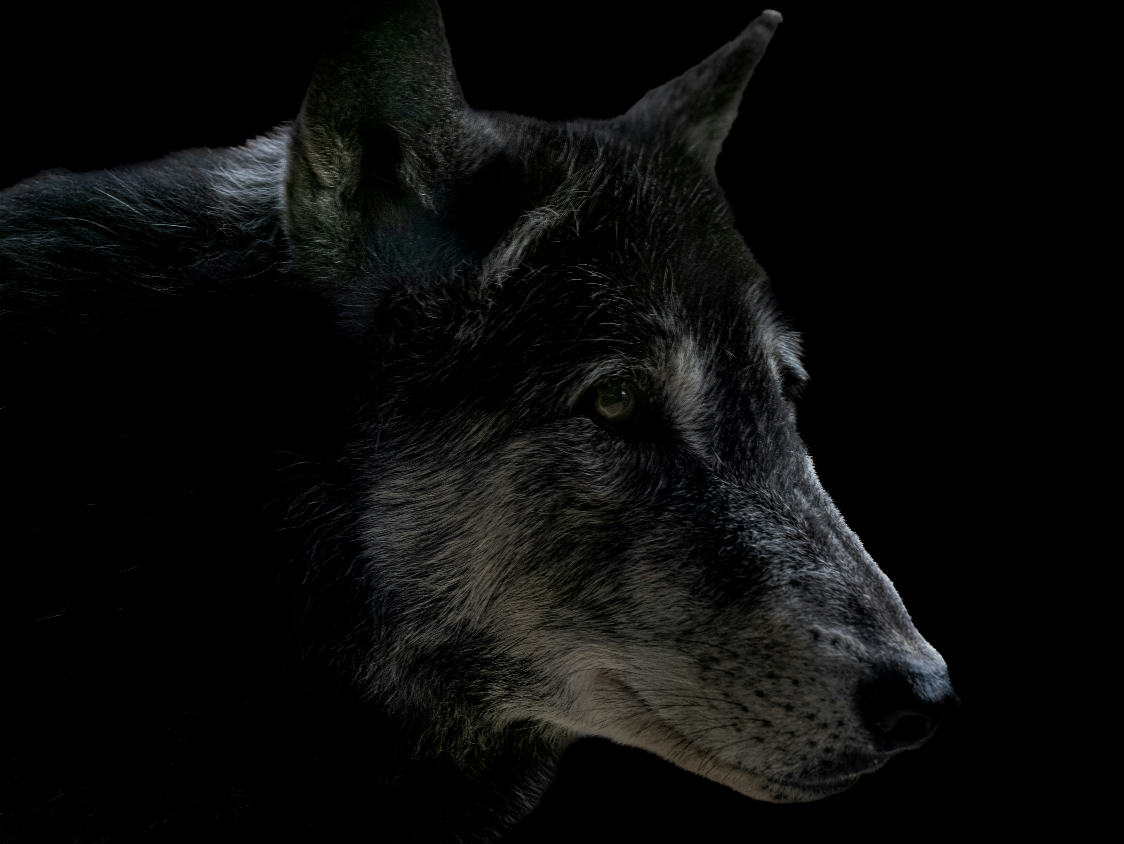 Imagen del perfil de un lobo negro en la oscuridad