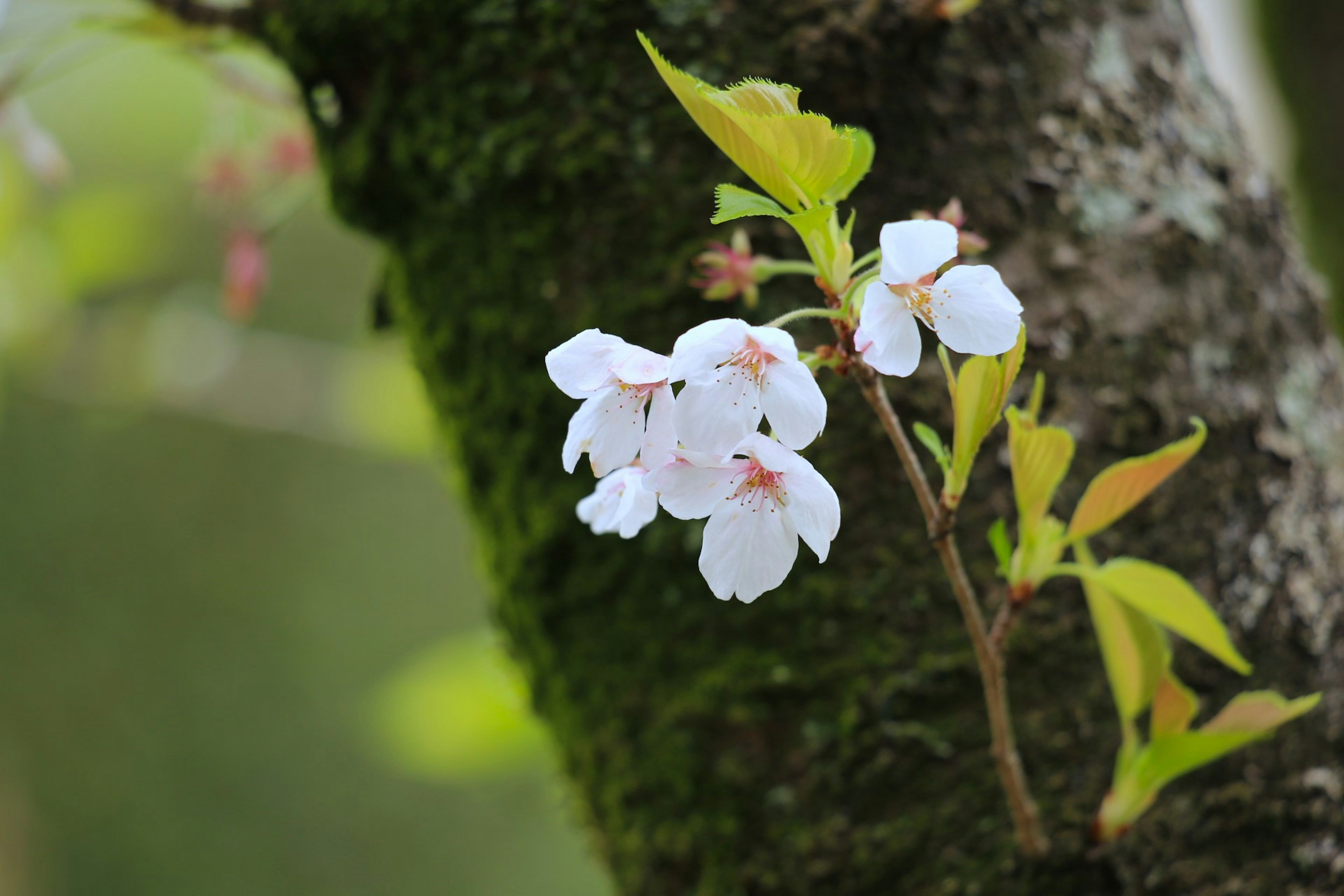 Kirschblüten mit weißen Blütenblättern, die neben grünen Blättern an einem Baumstamm blühen