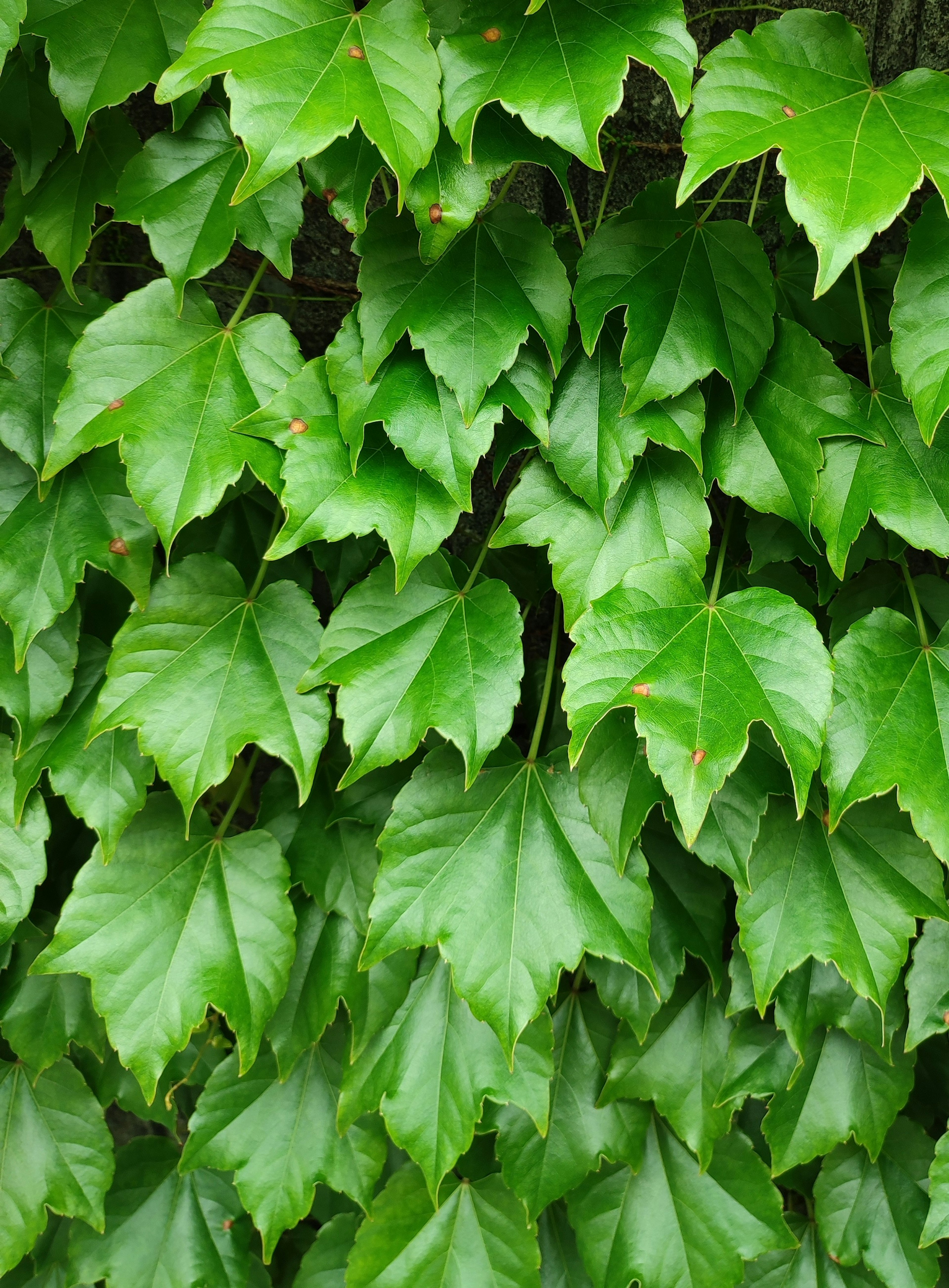 Hojas verdes densas con texturas intrincadas y colores vibrantes