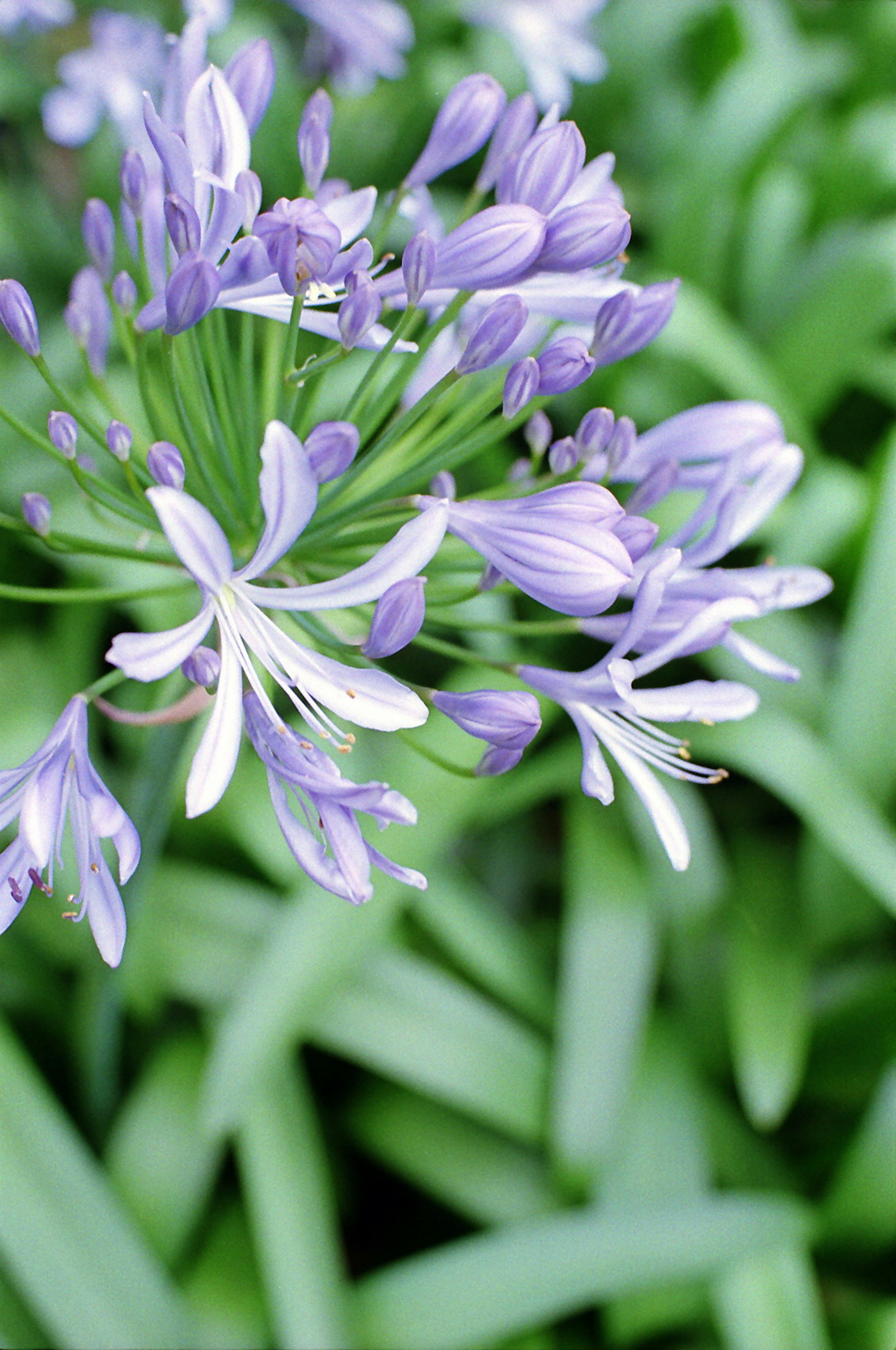 Acercamiento de flores moradas en una planta con hojas verdes de fondo