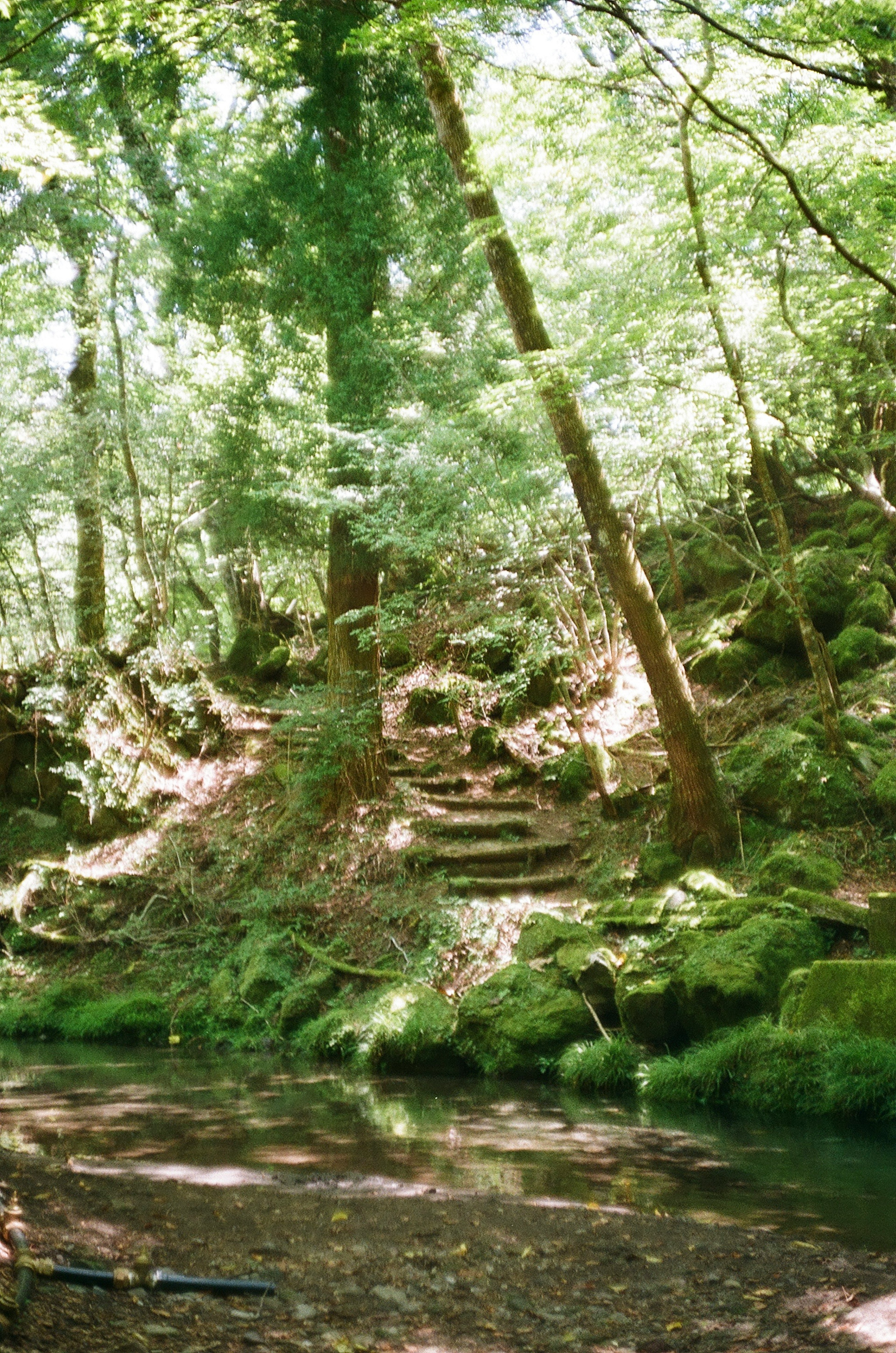 Scenic view of stairs leading through lush green forest near a stream