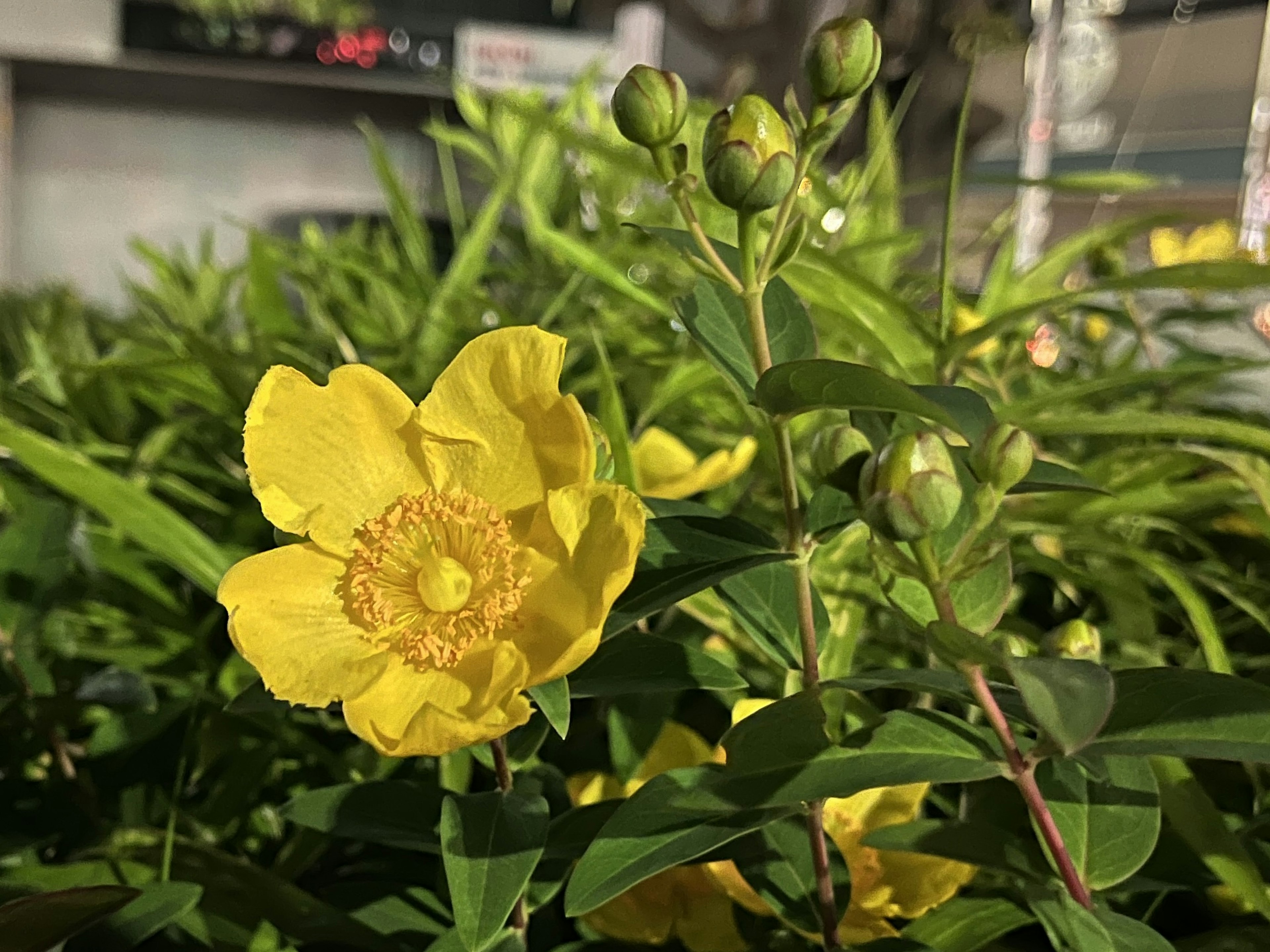 Fleur jaune vif avec des feuilles vertes et des boutons