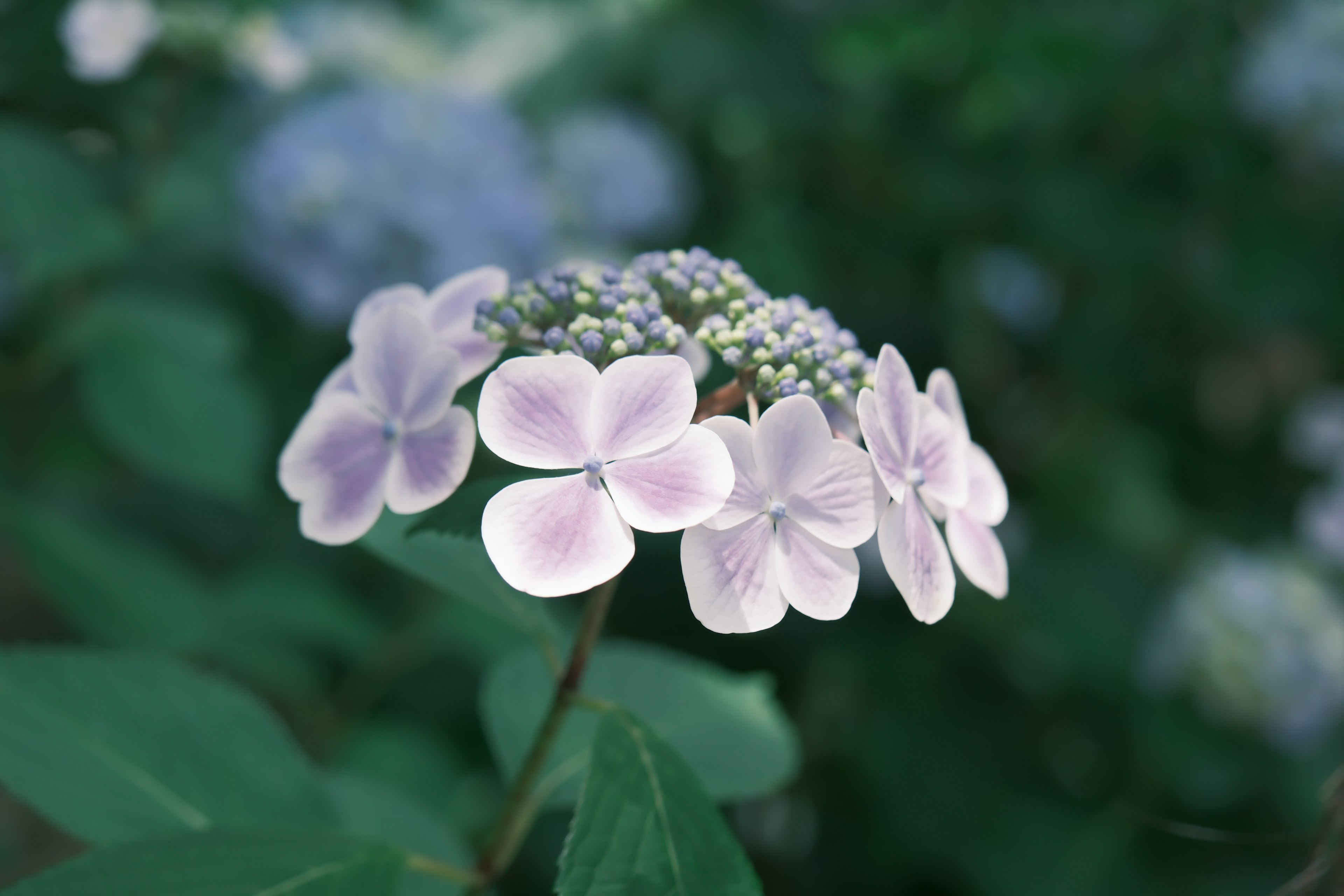 Primo piano di ortensia con fiori viola chiaro e foglie verdi