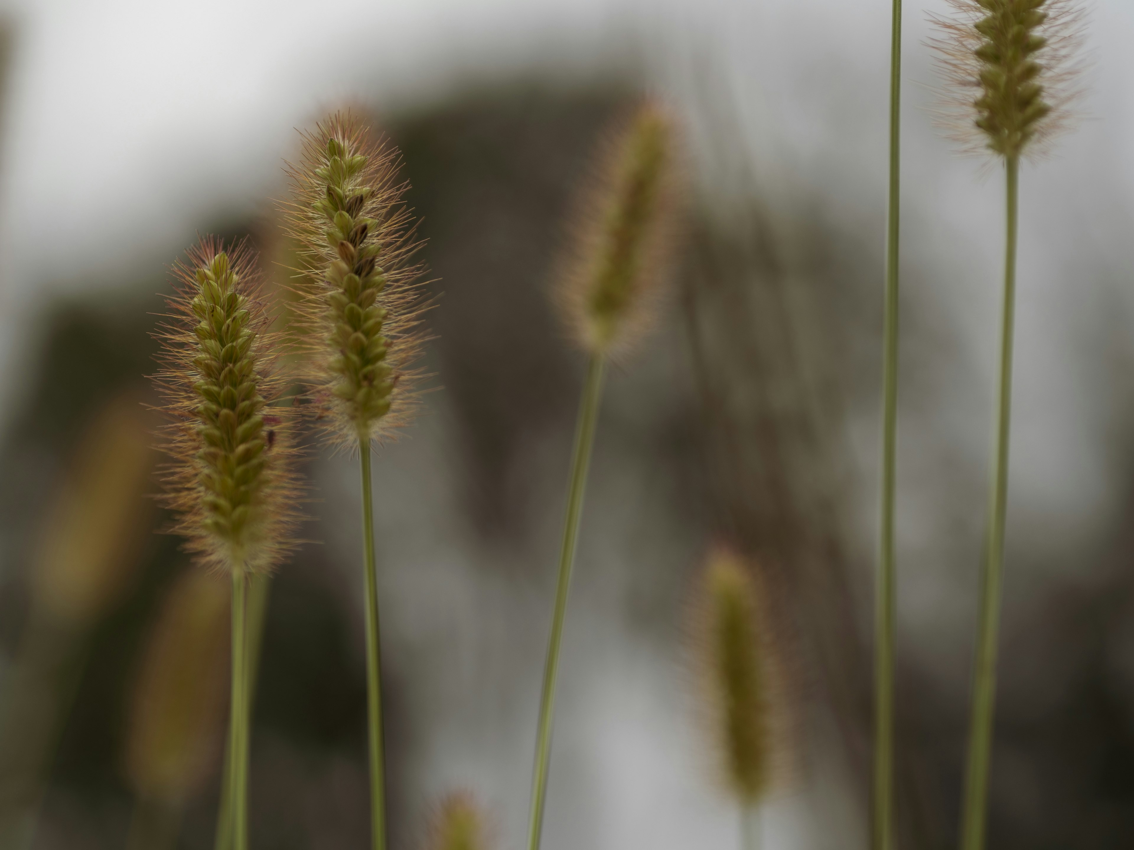 モフモフした穂を持つ草の茎が曇り空の下に立っている