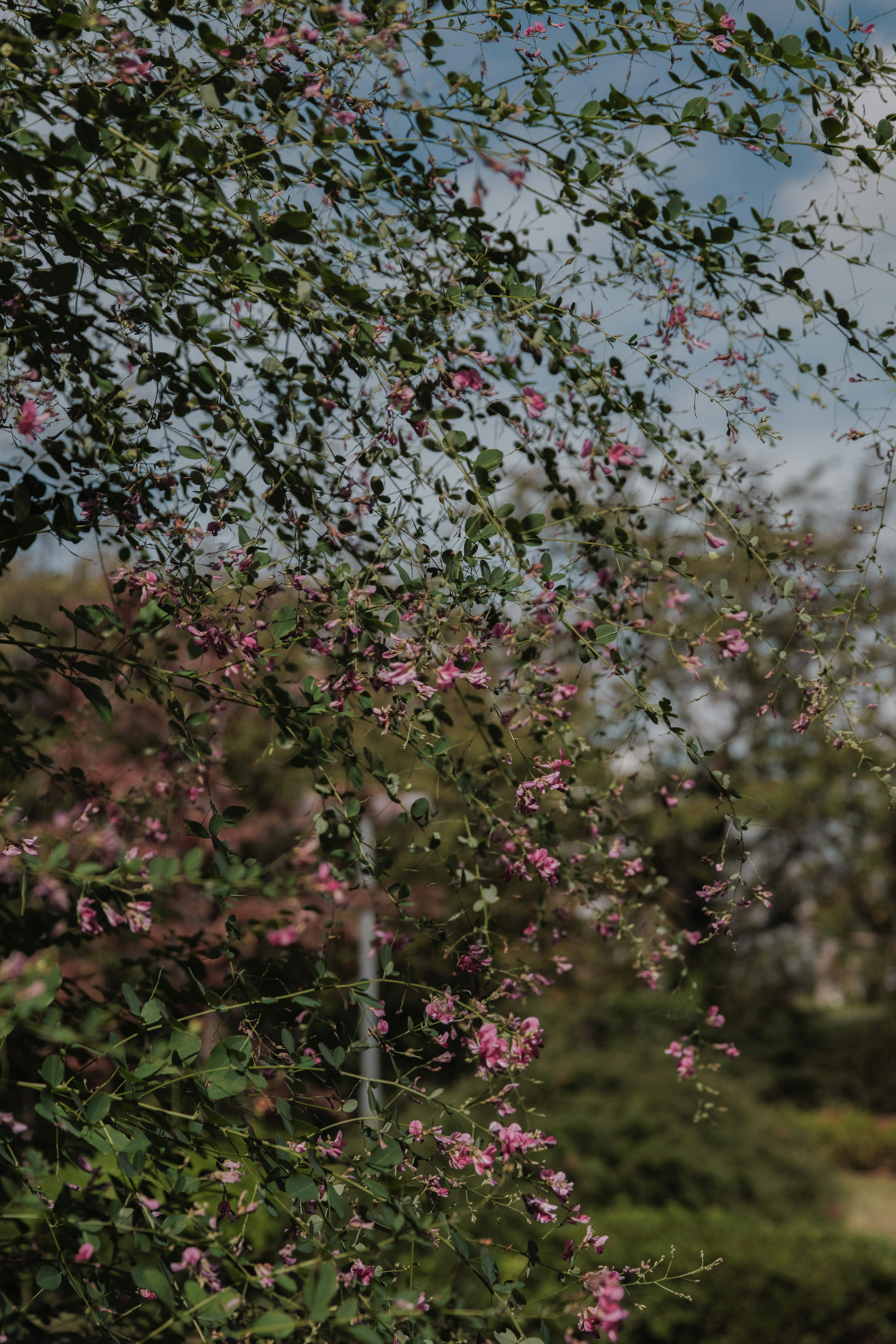 Blooming flowers with green foliage against a blue sky