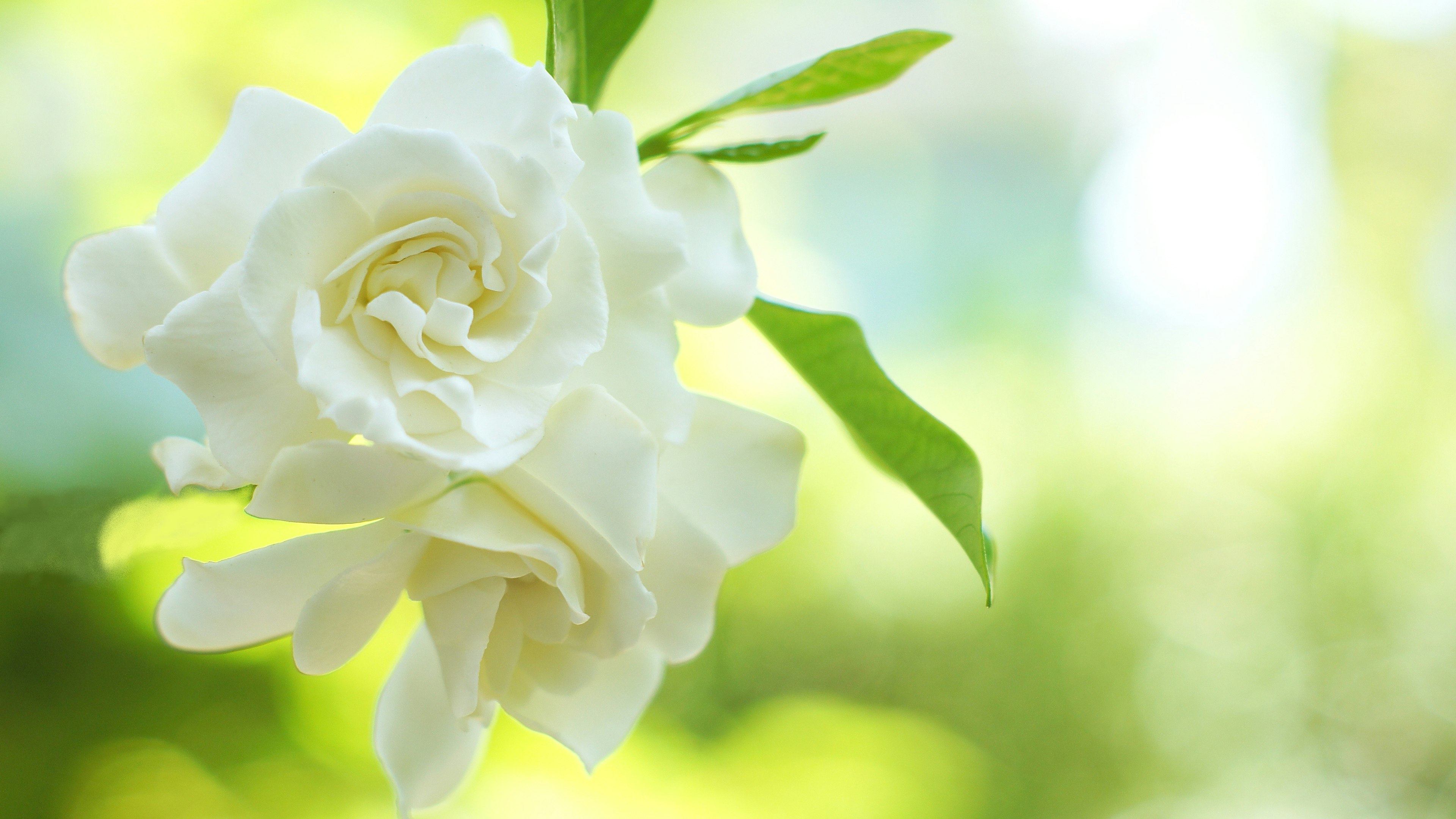 A white gardenia flower hanging against a green background