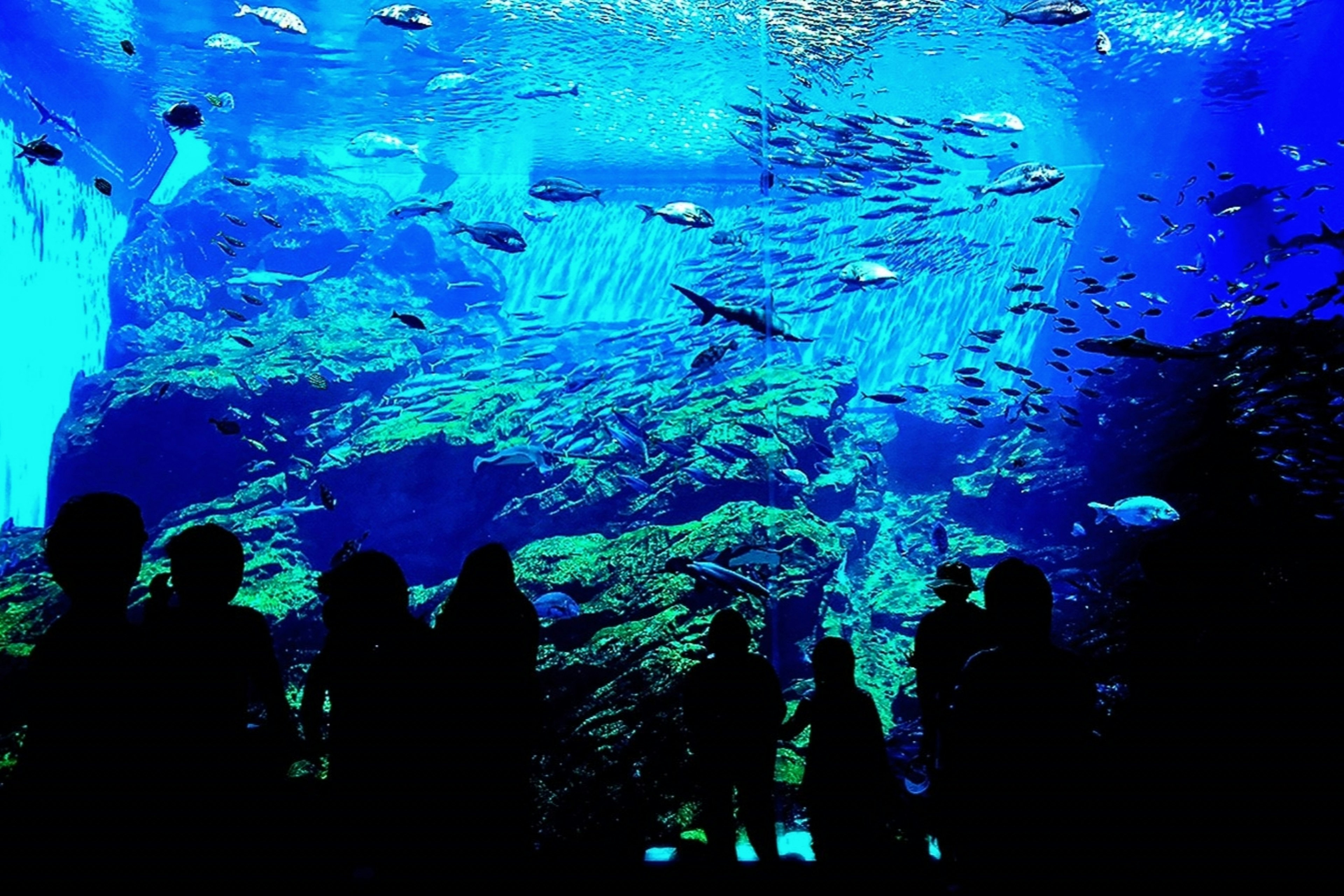 Silhouetten von Besuchern vor einer lebhaften Unterwasserlandschaft mit schwimmenden Fischen