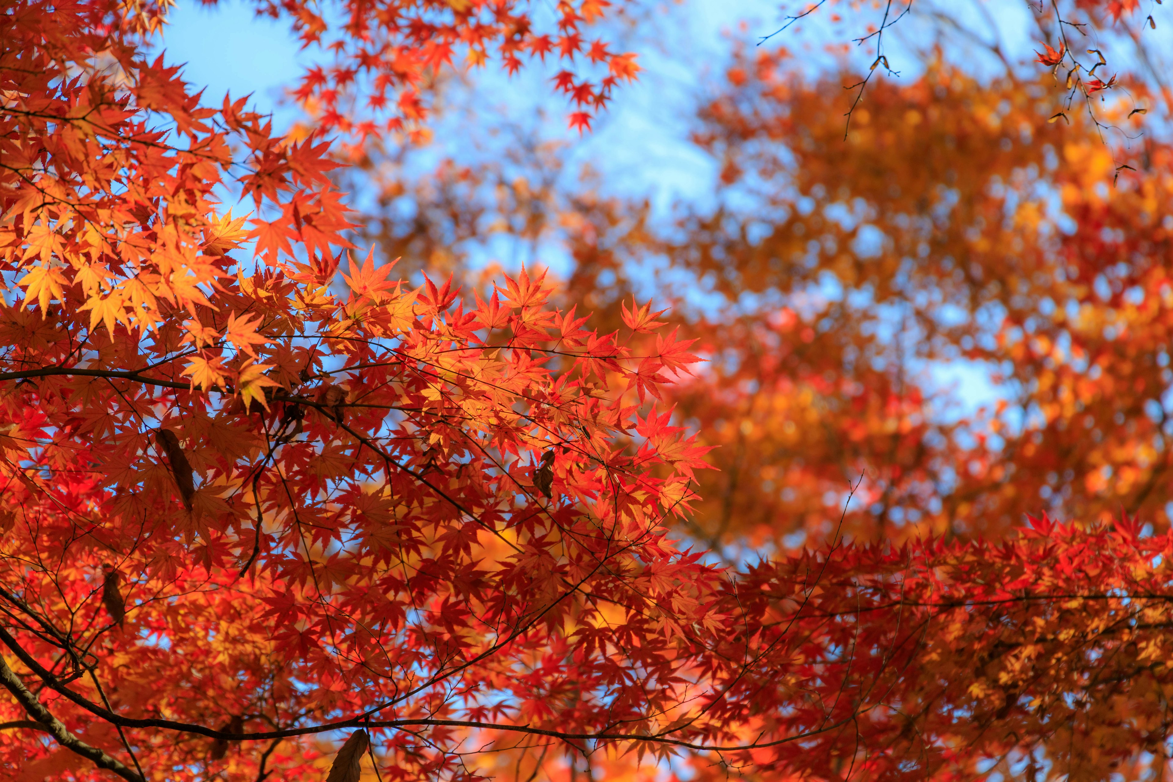 Daun maple merah dan oranye yang cerah di bawah langit biru di musim gugur