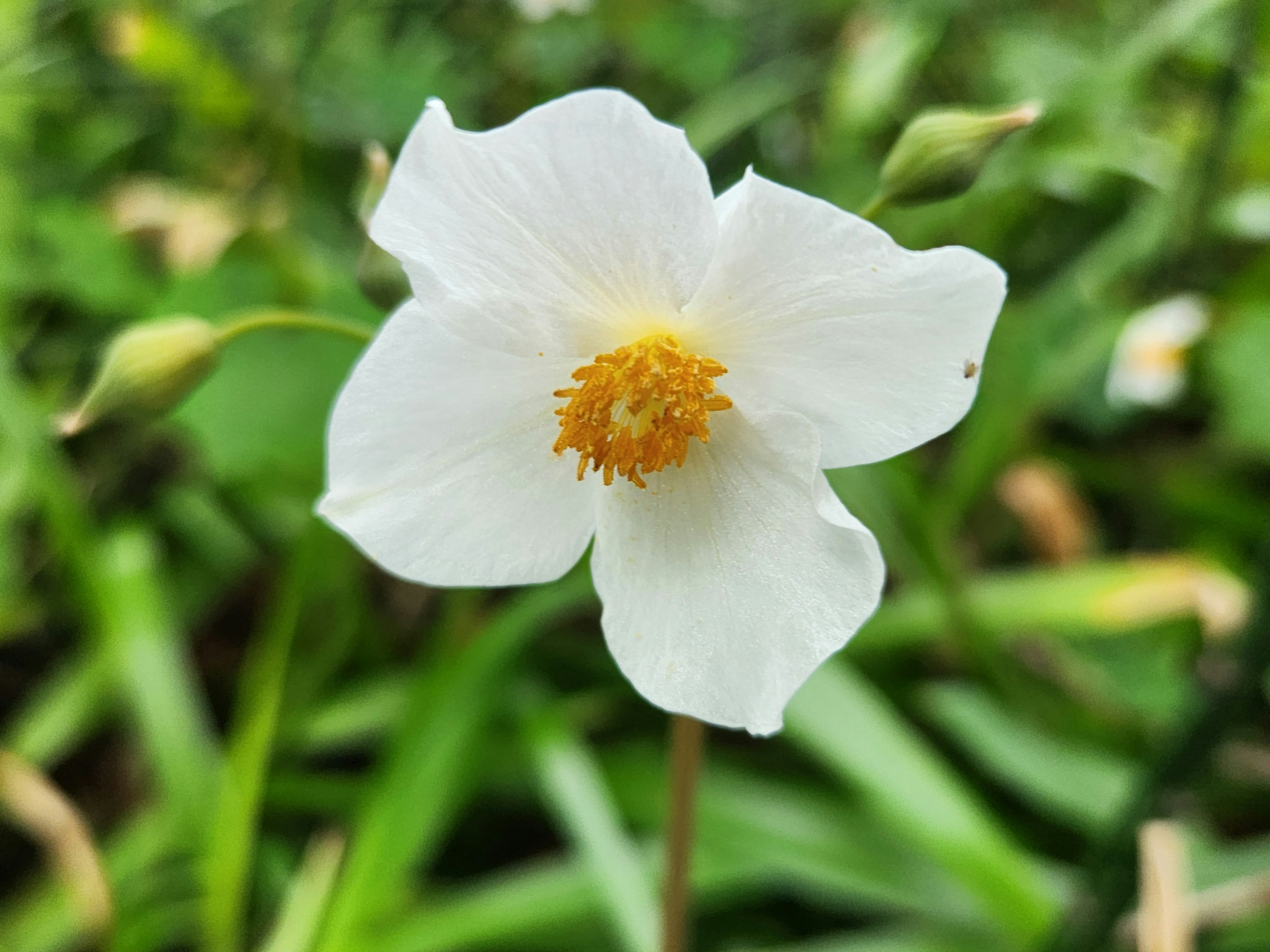 Primer plano de una flor blanca con un centro amarillo rodeada de hojas verdes