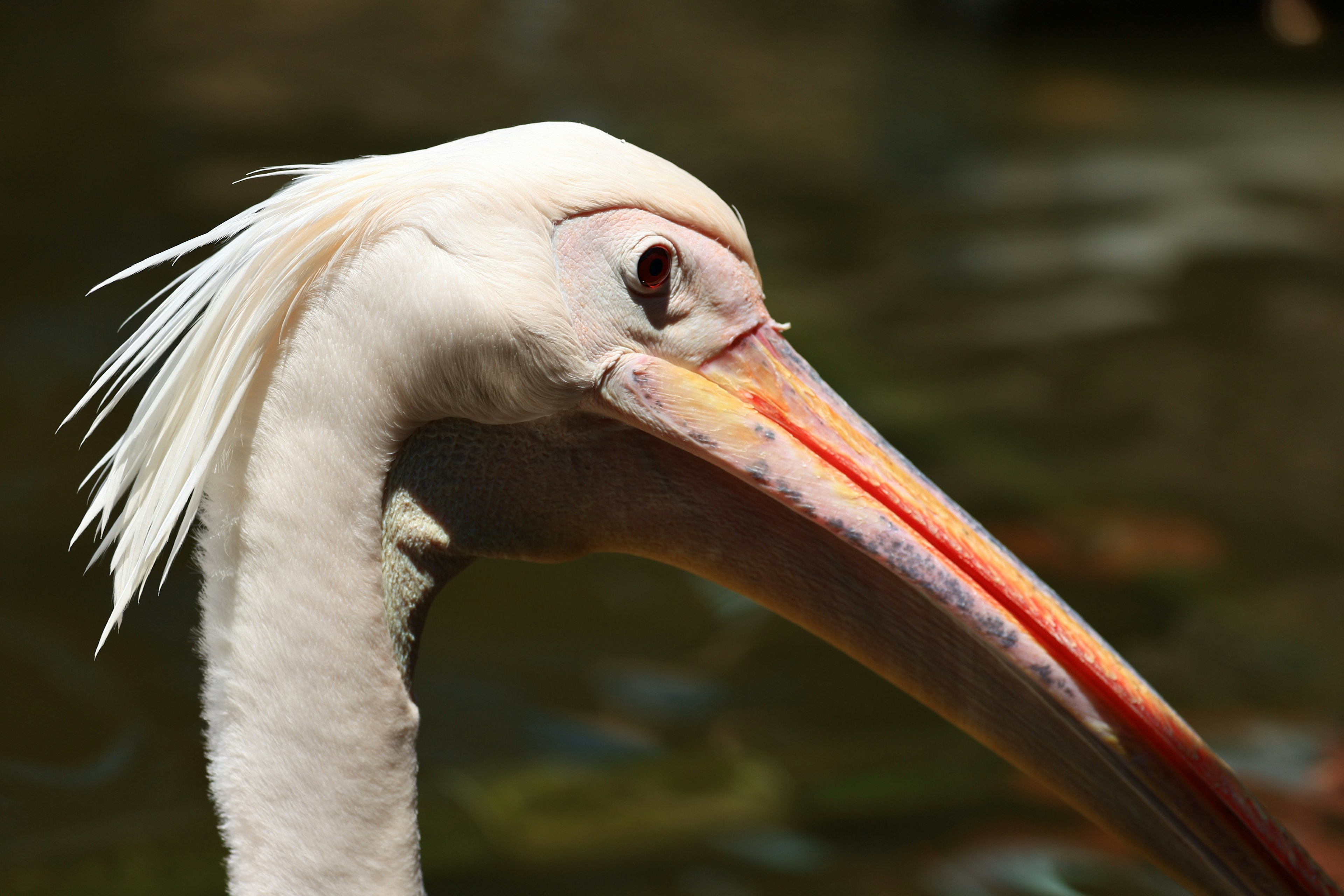 Close-up of a white pelican's profile featuring an orange beak and distinctive feathers