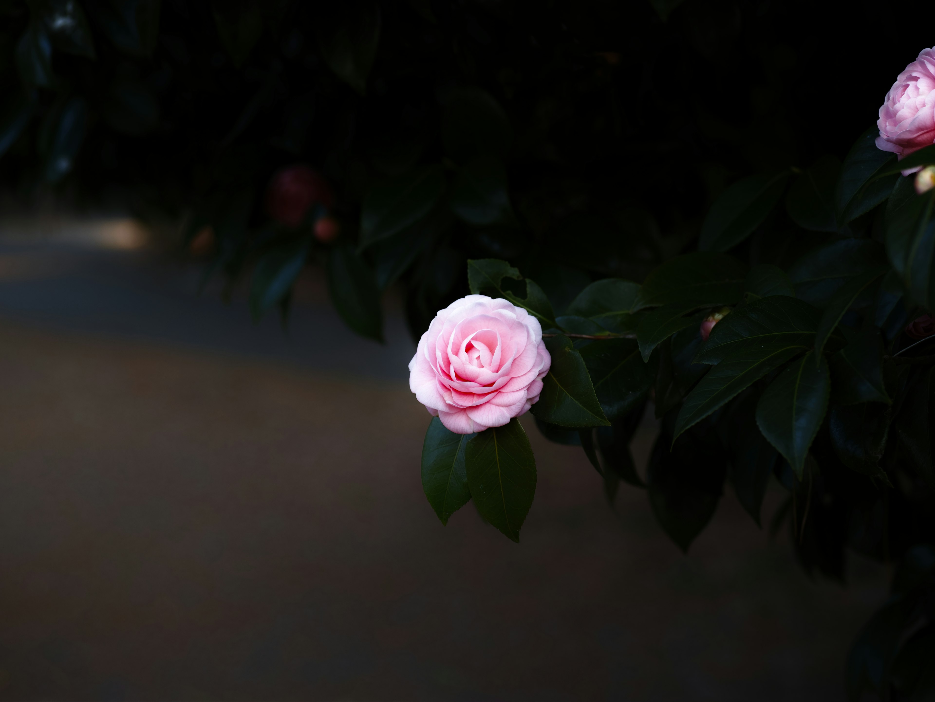 A light pink rose surrounded by green leaves