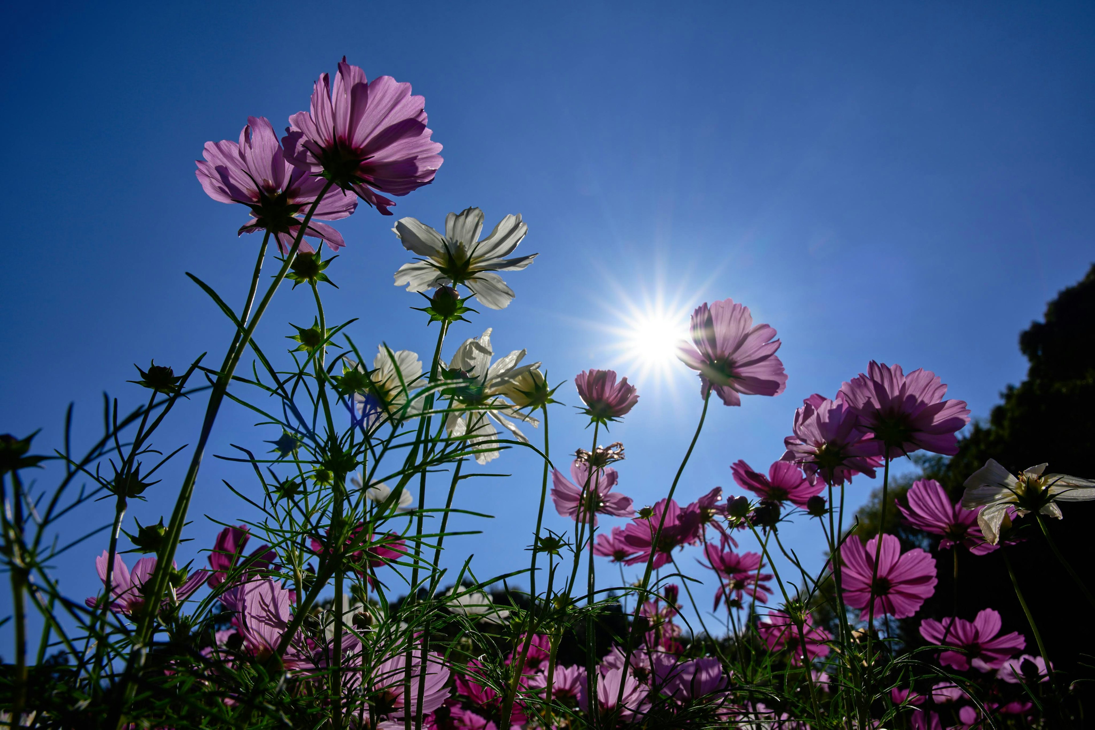 青空の下で咲く色とりどりのコスモスの花々と太陽の光