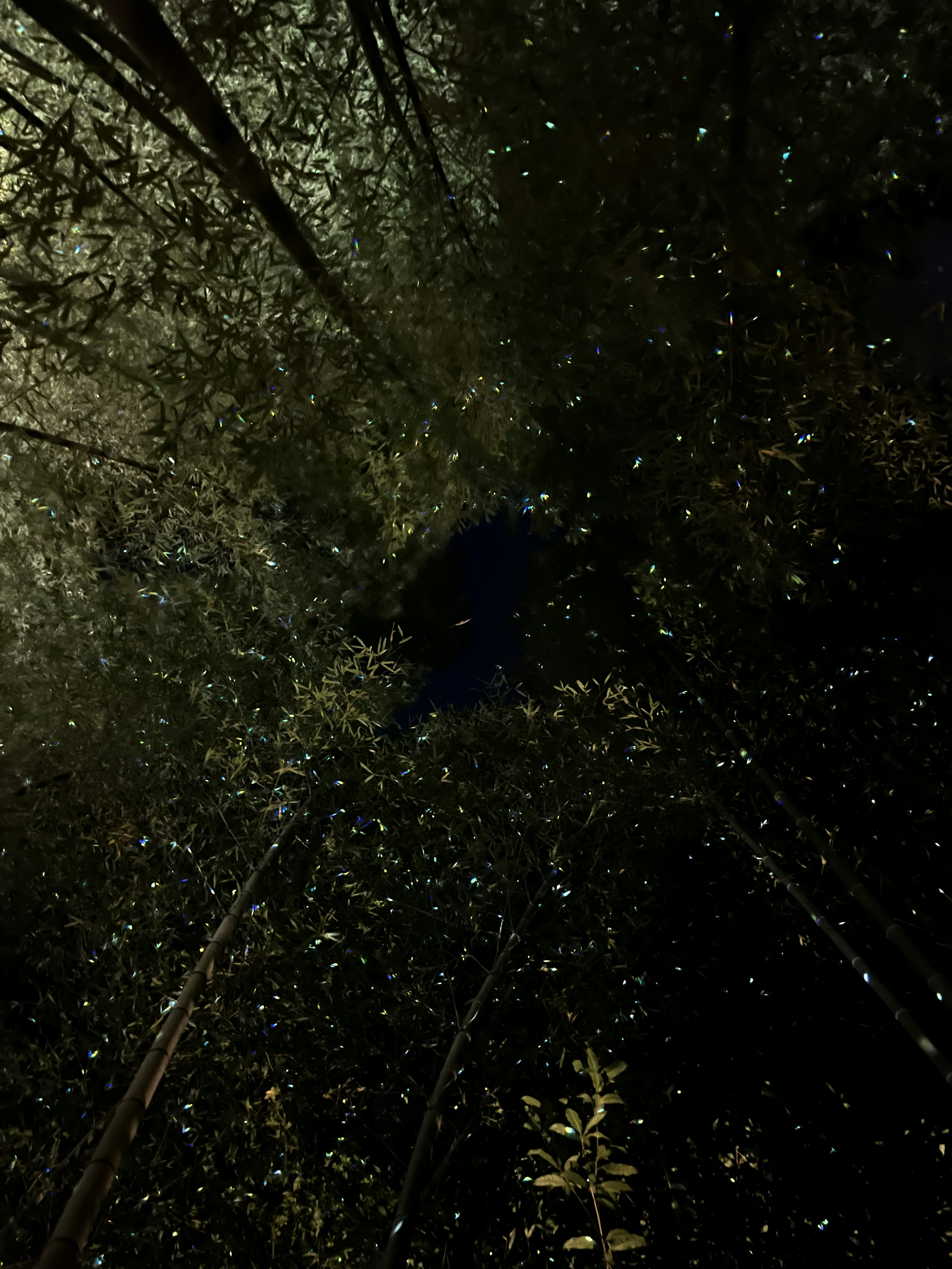 Image featuring scattered light points and shadows in a dark forest